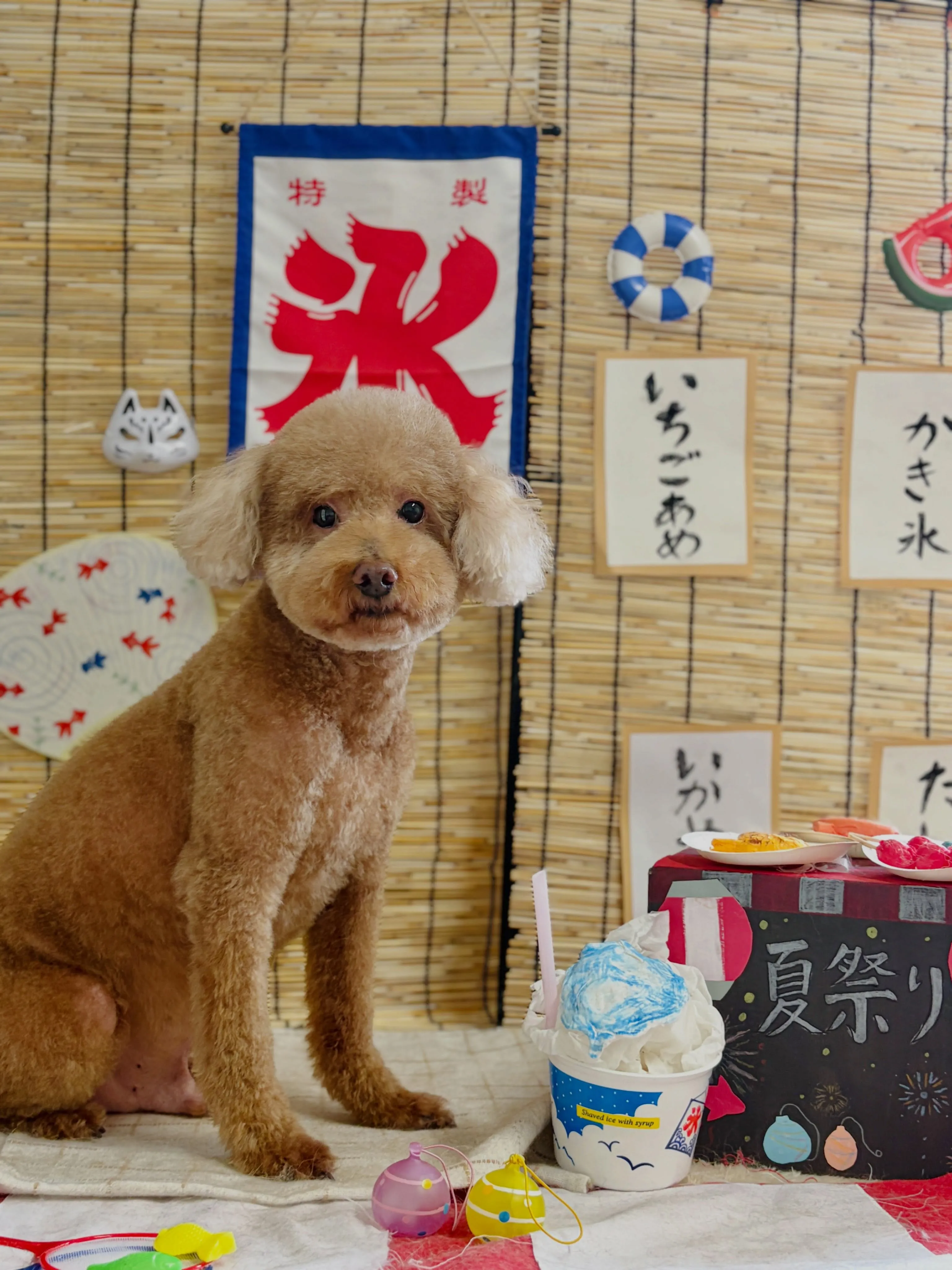 🍃8/23のトリミング🍃プードル🐶シュナウザー🐶｜名東区・千...