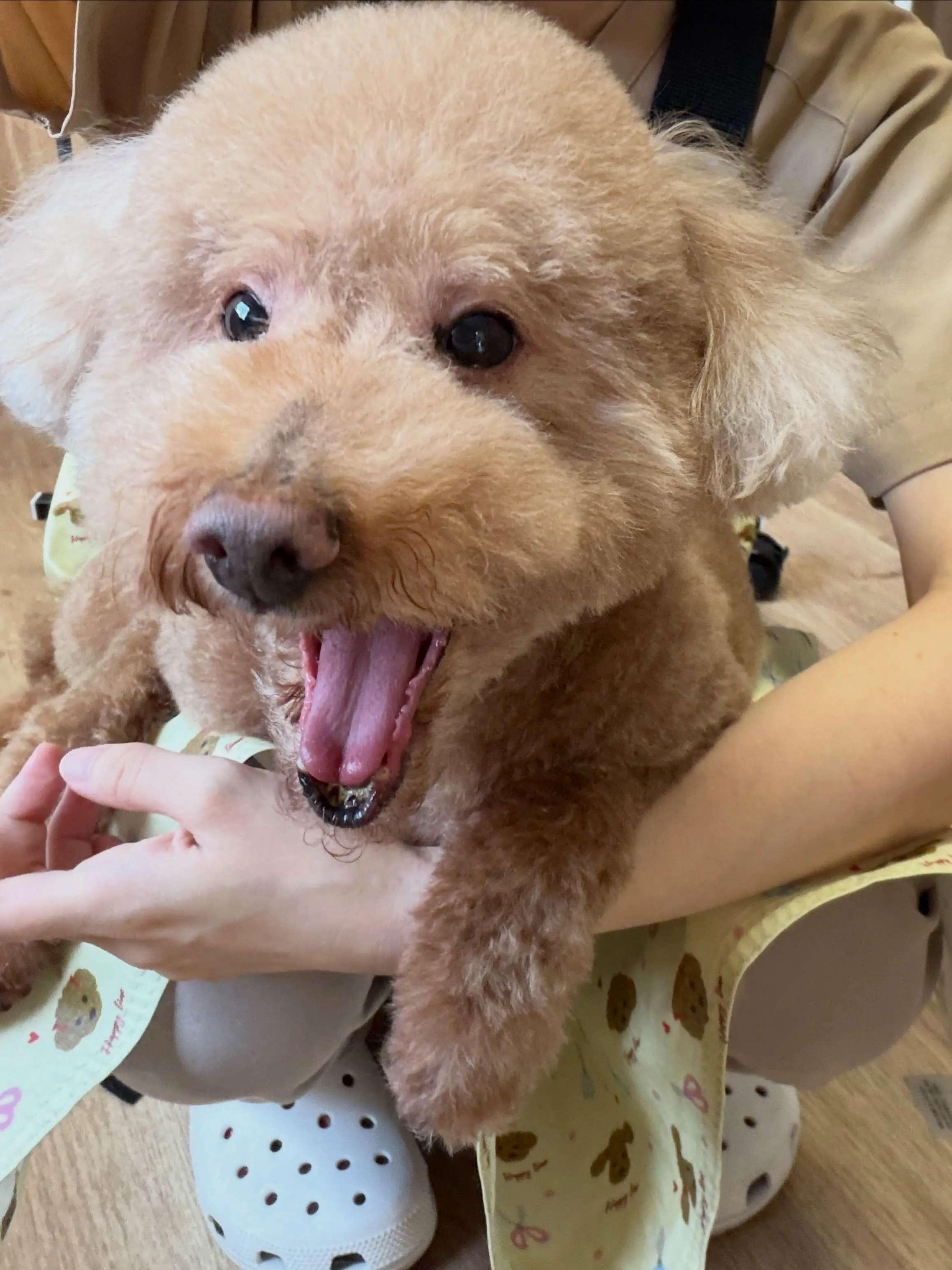 🍃8/23のトリミング🍃プードル🐶シュナウザー🐶｜名東区・千...