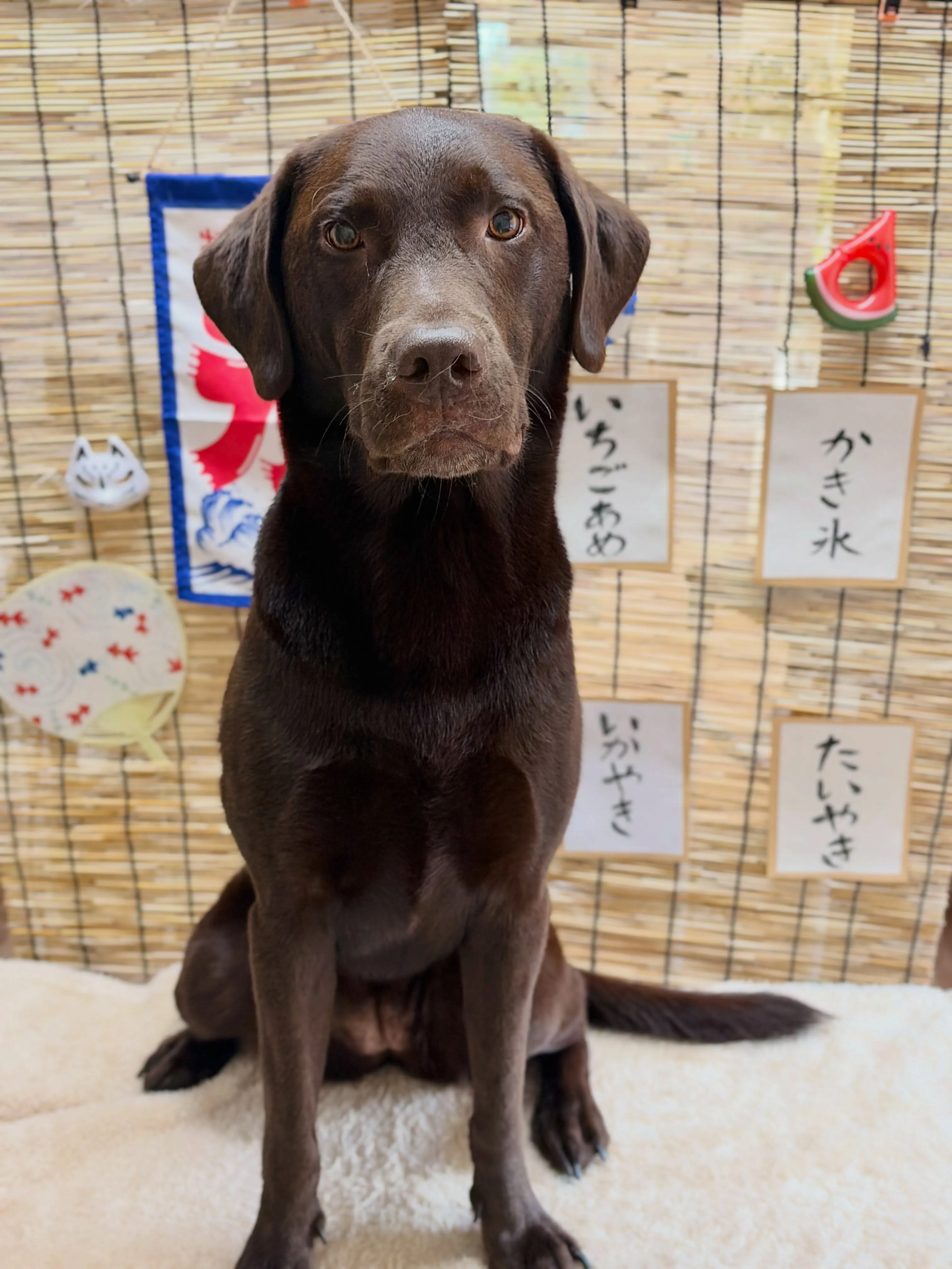 🍃8/23のトリミング🍃ラブラドールレトリバー🐶|名東区・千...