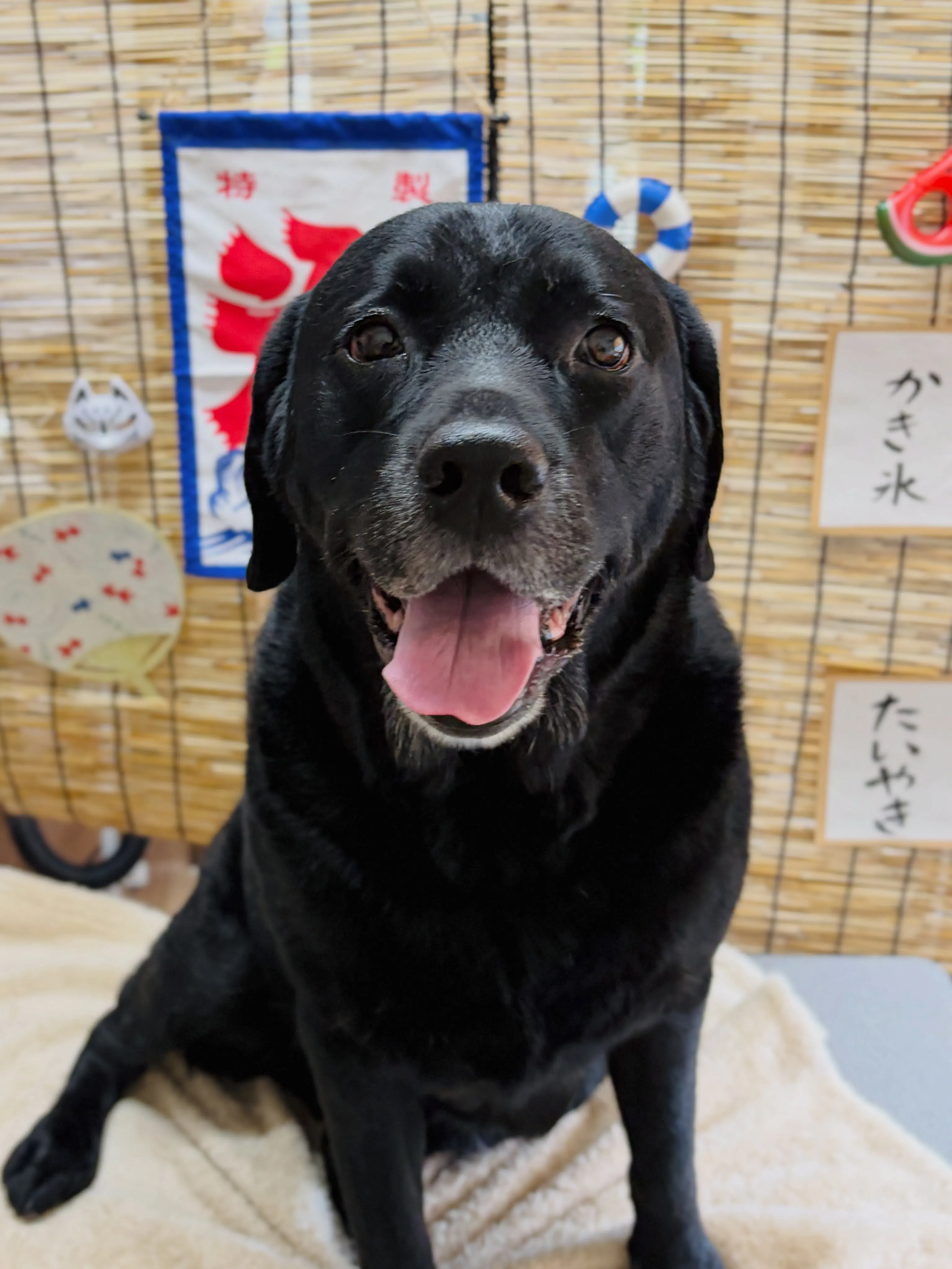 🍃8/23のトリミング🍃ラブラドールレトリバー🐶|名東区・千...
