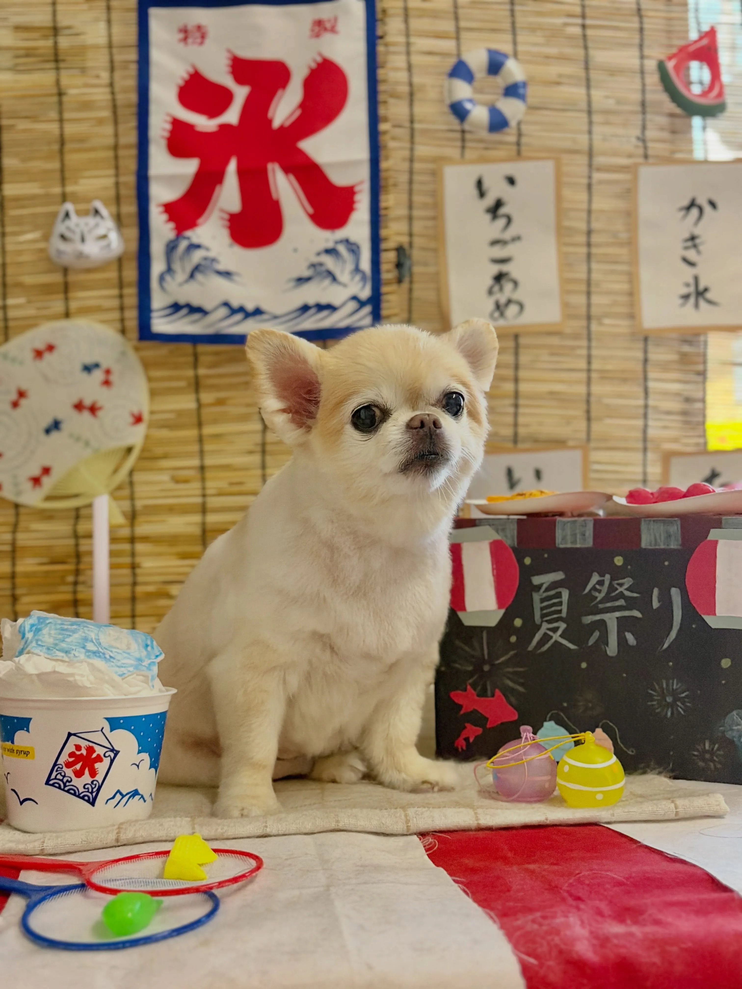 🍃8/24のトリミング🍃チワワ🐶|名東区・千種区・守山区の動...