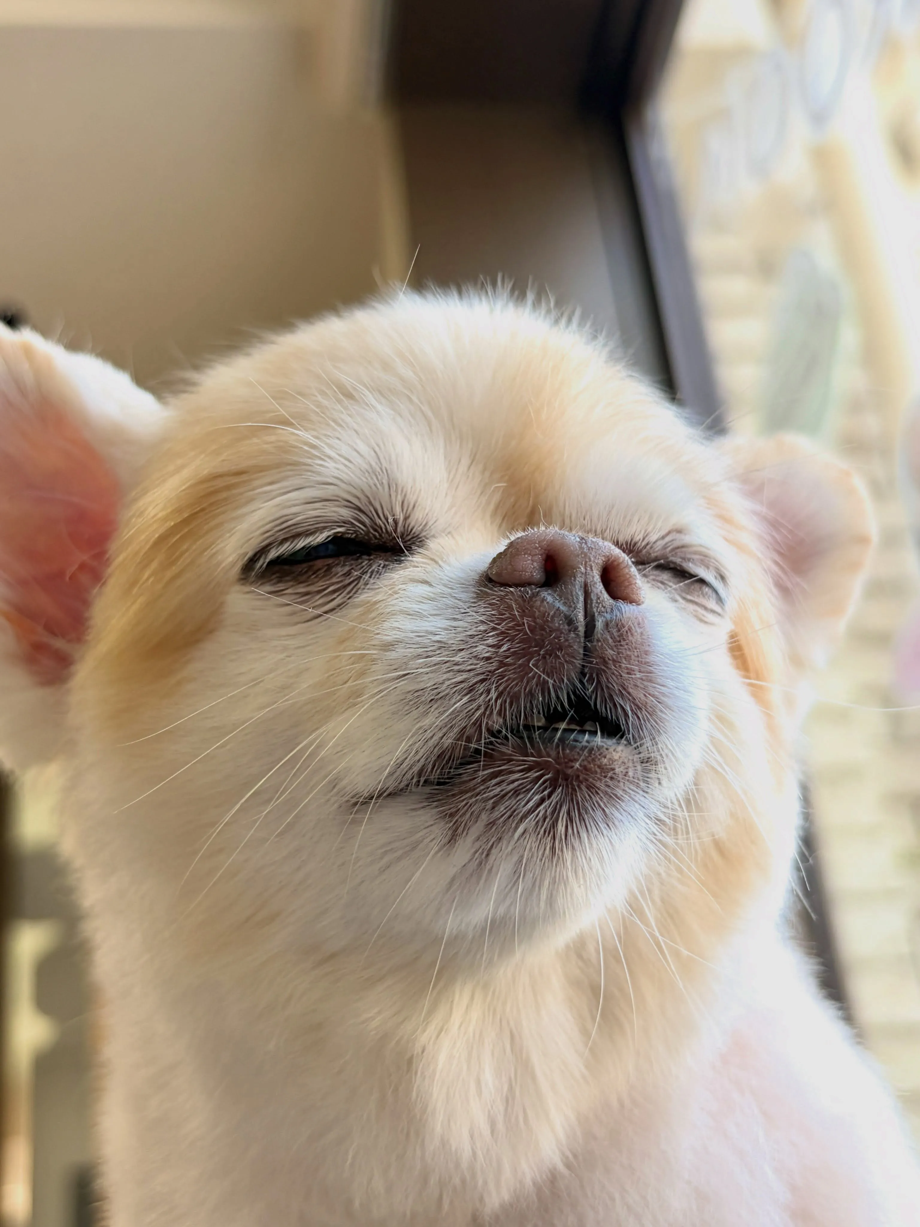 🍃8/24のトリミング🍃チワワ🐶｜名東区・千種区・守山区の動...