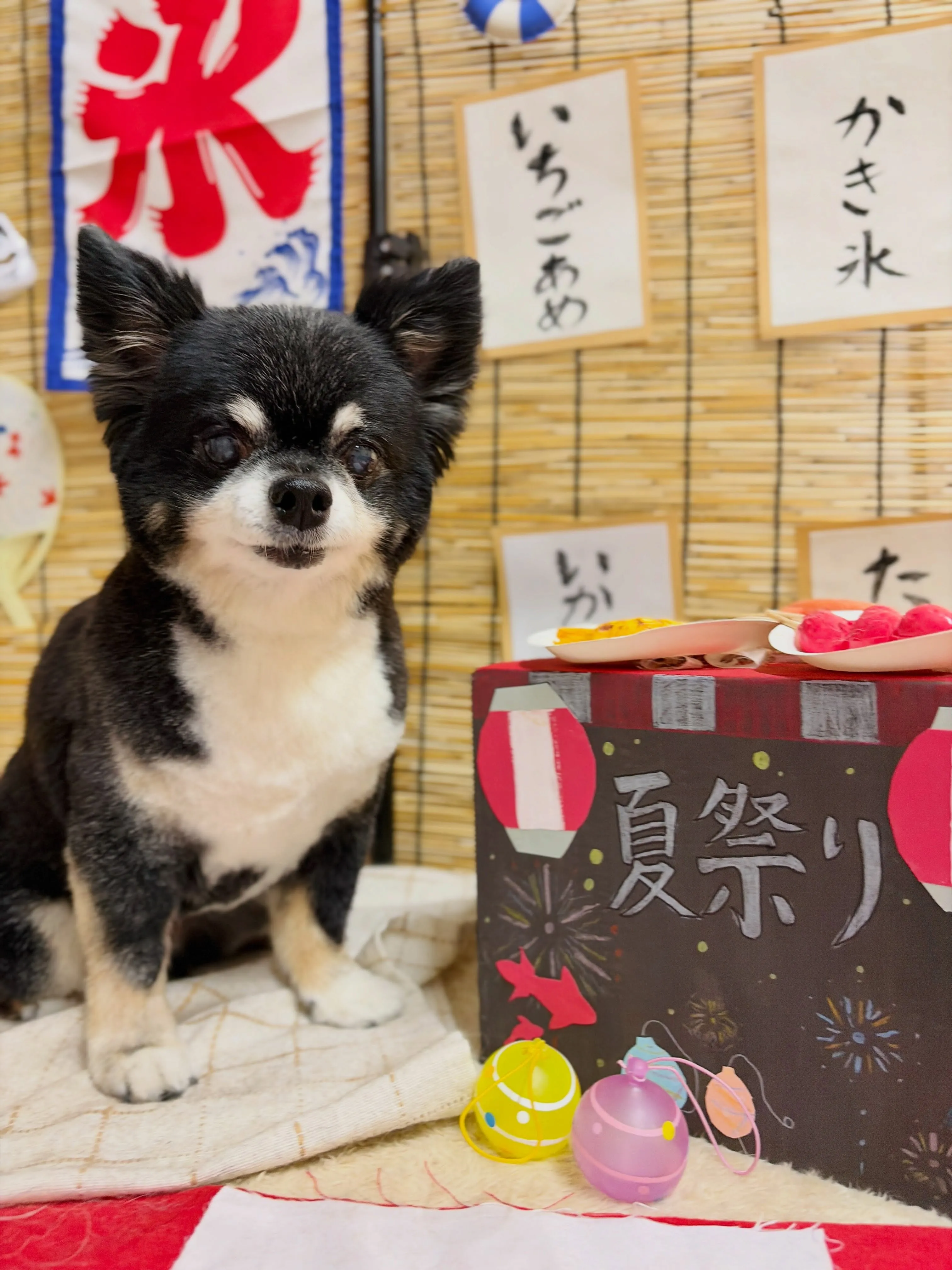 🍃7/24のトリミング🍃チワワ🐶｜名東区・千種区・守山区の動...
