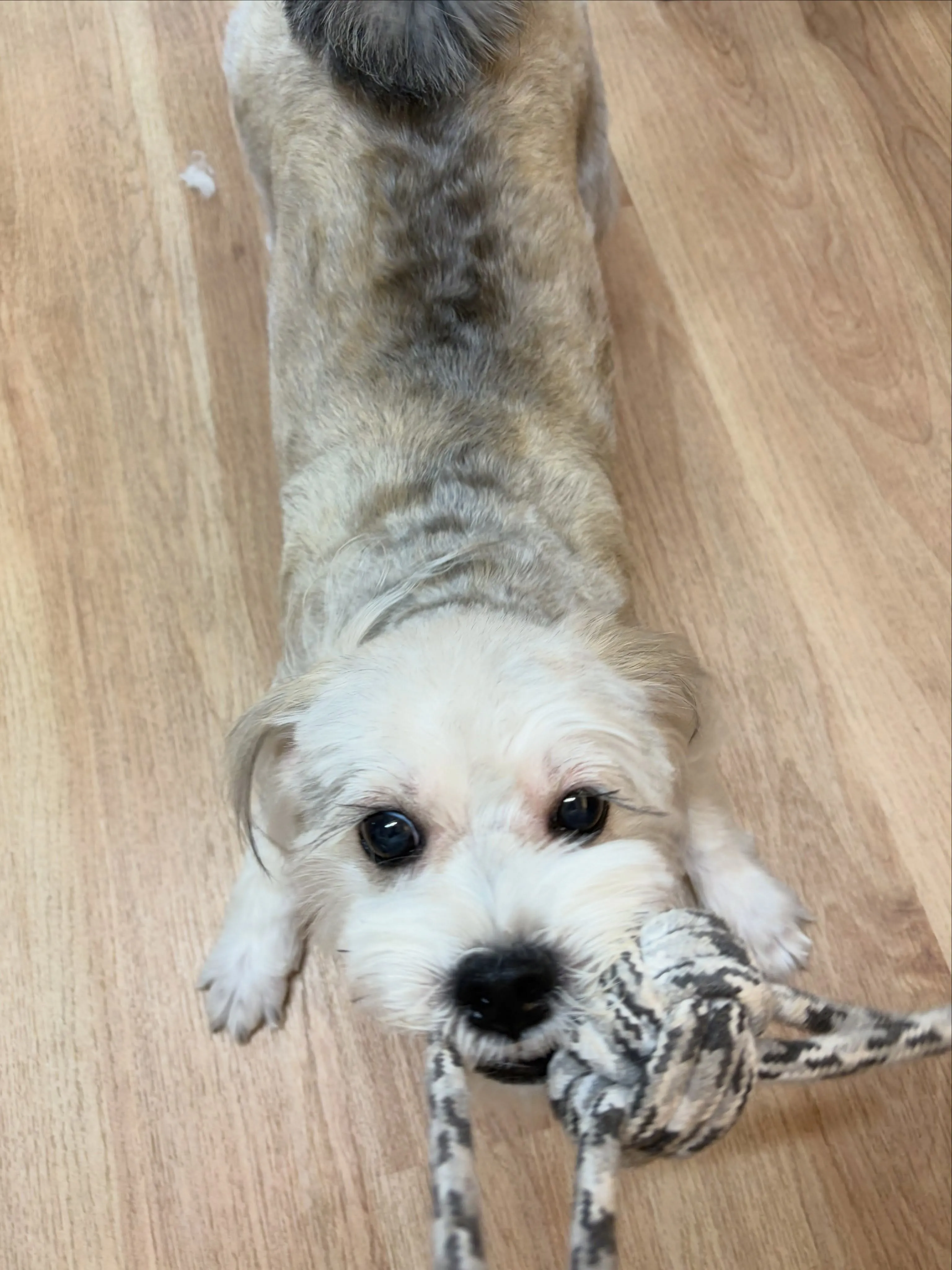 🍃8/25のトリミング🍃ミックス犬🐶｜名東区・千種区・守山区...