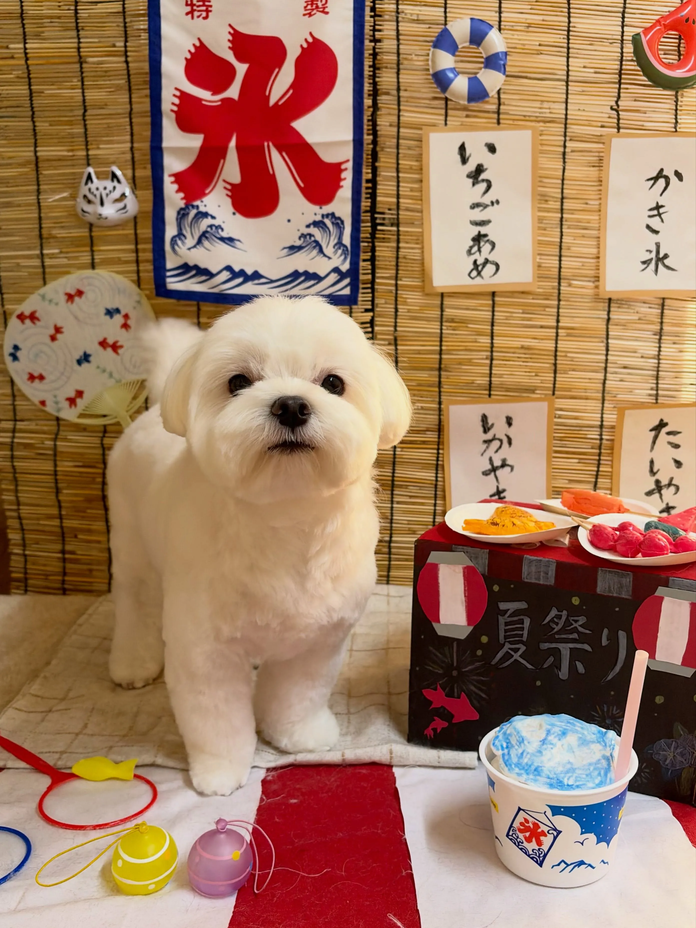🍃8/25のトリミング🍃マルチーズ🐶|名東区・千種区・守山区...