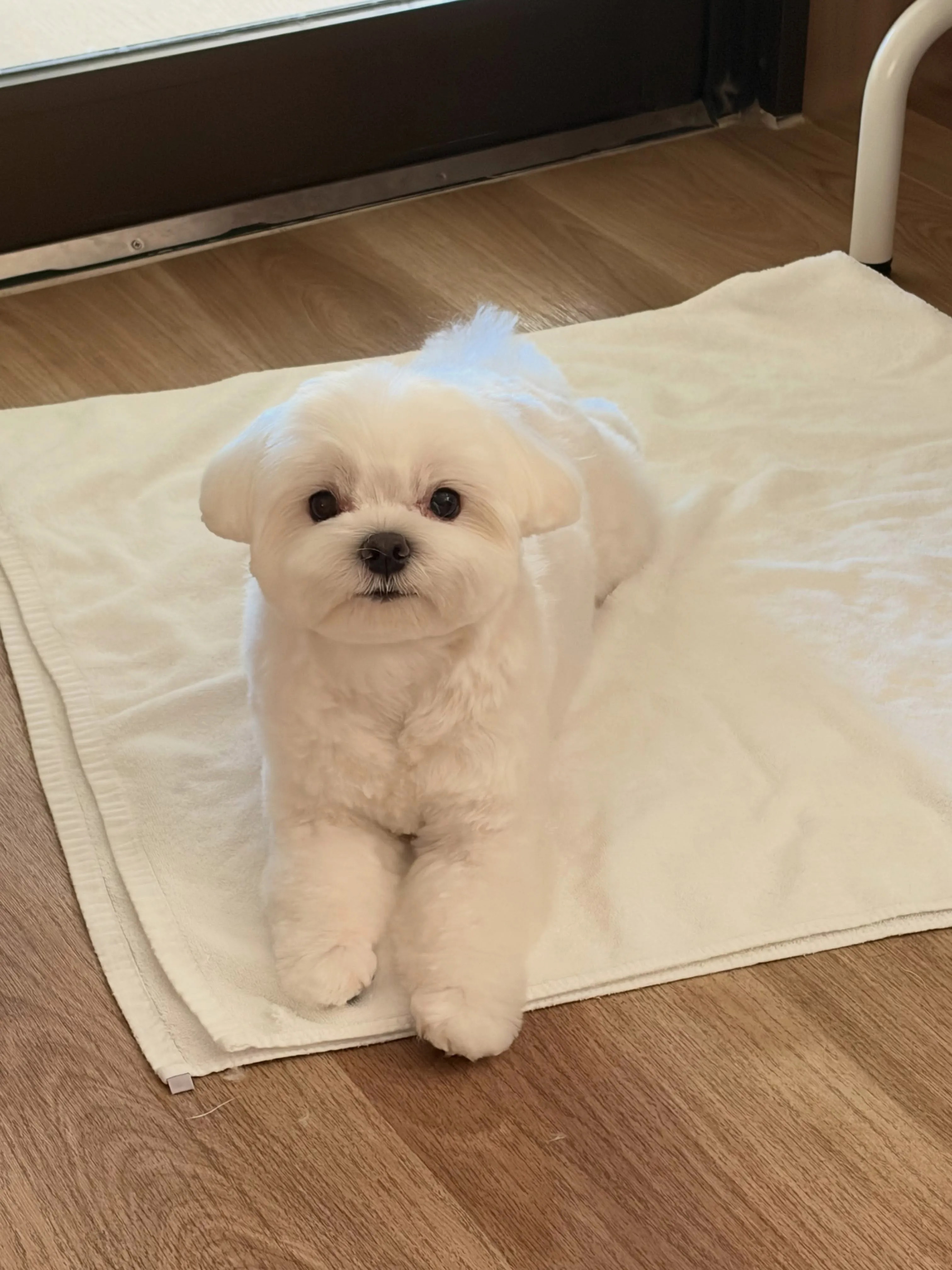 🍃8/25のトリミング🍃マルチーズ🐶｜名東区・千種区・守山区...