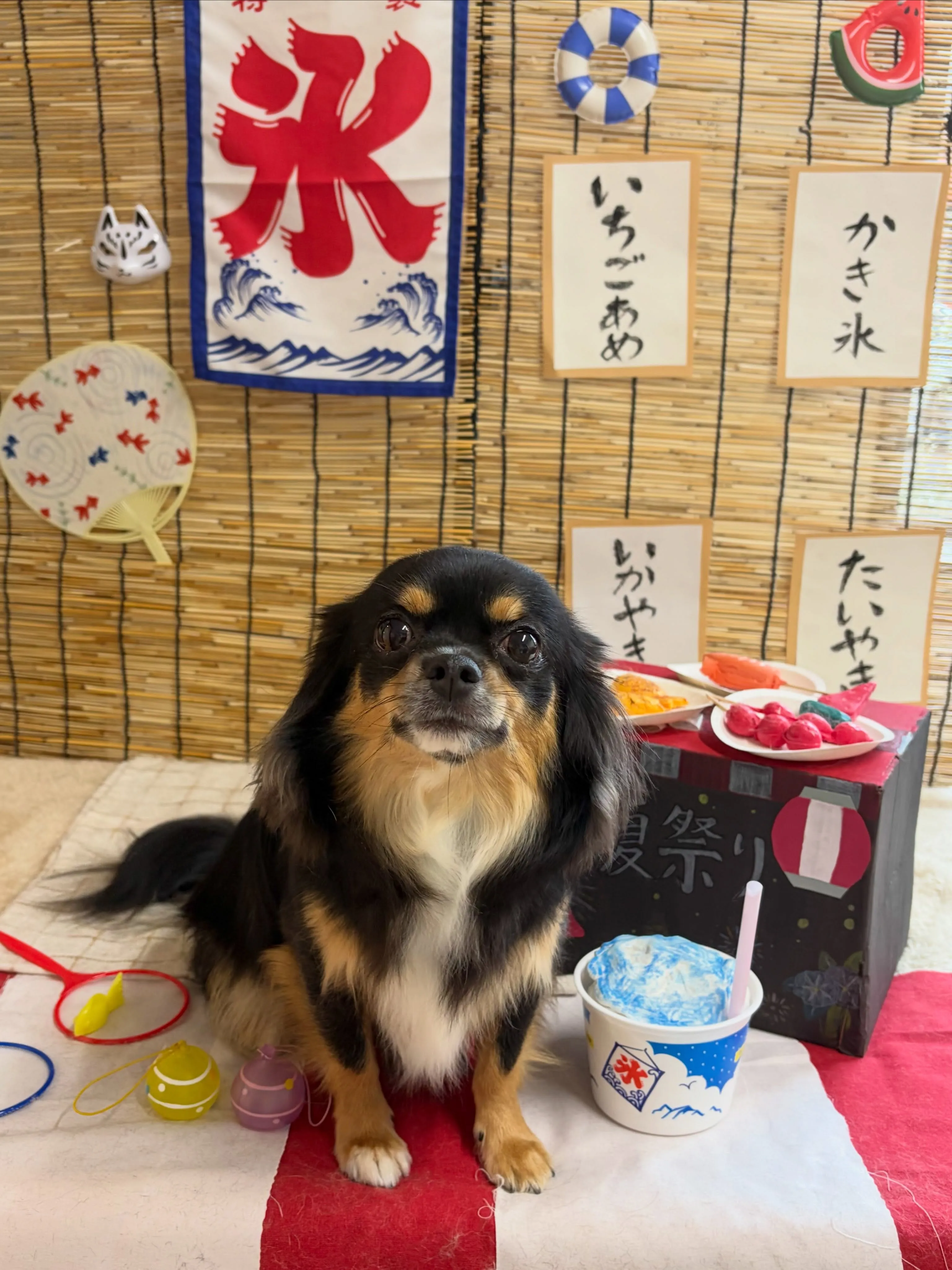 🍃8/25のトリミング🍃チワワ🐶|名東区・千種区・守山区の動...
