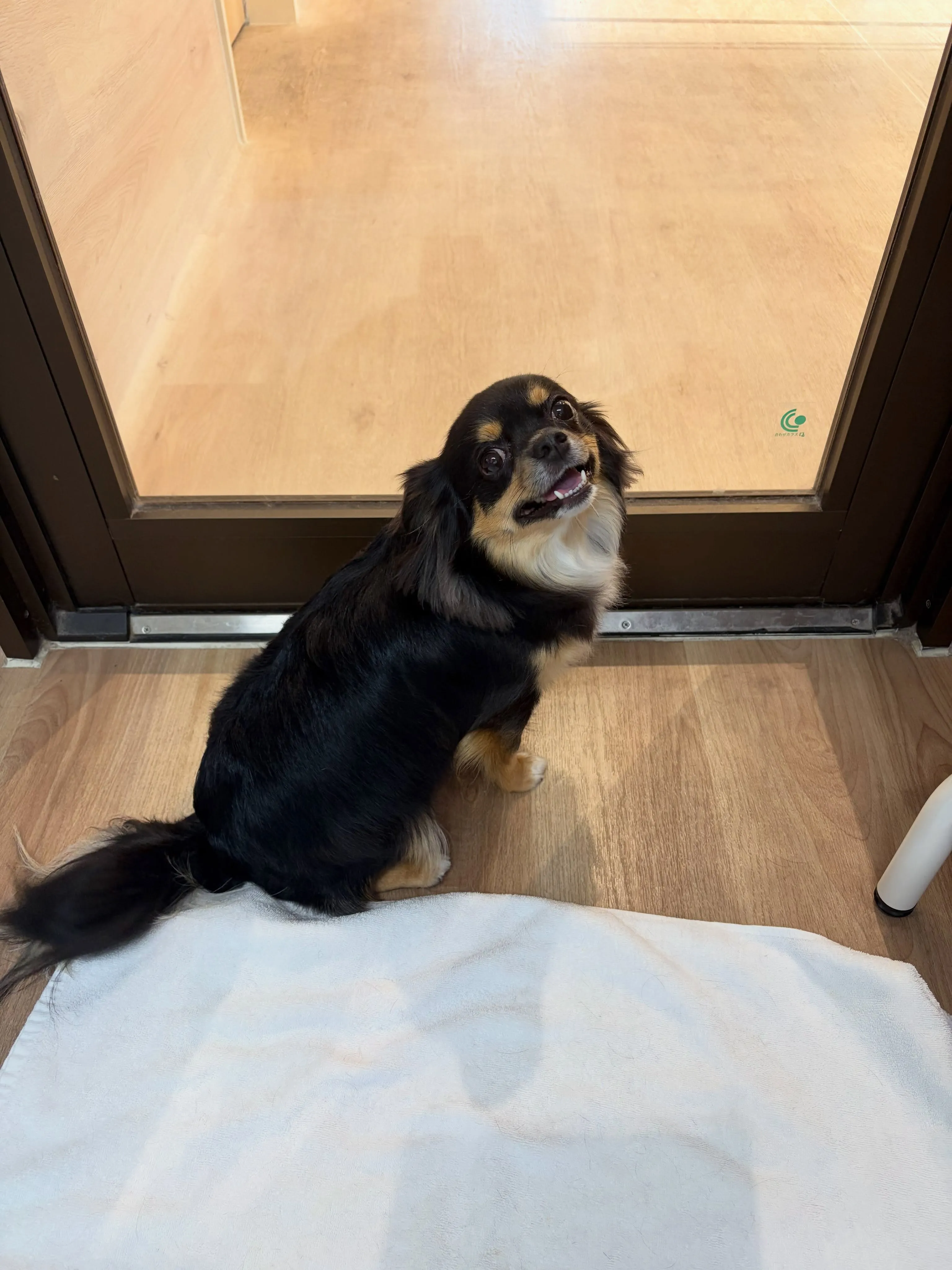 🍃8/25のトリミング🍃チワワ🐶|名東区・千種区・守山区の動...