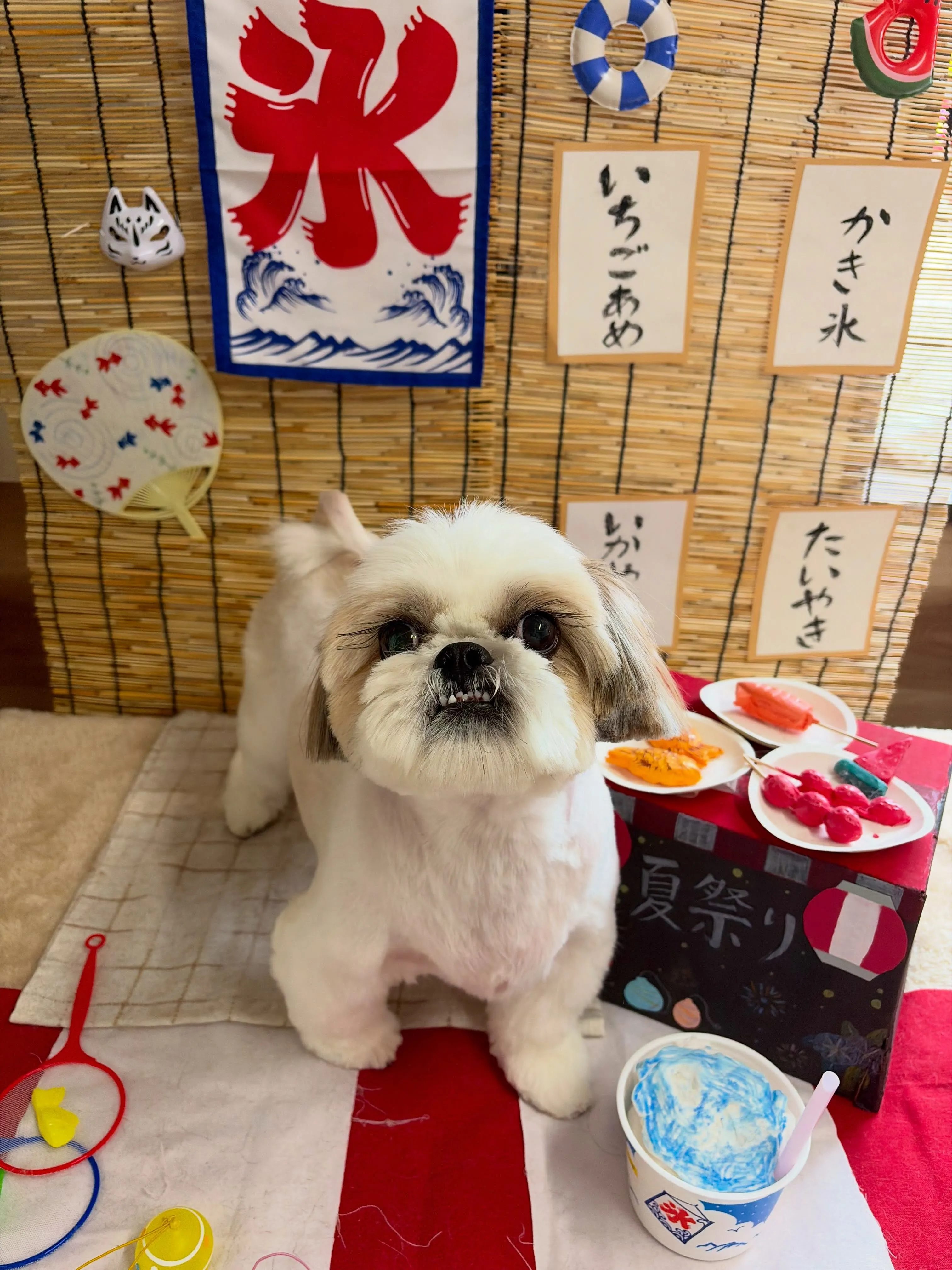 🍃8/26のトリミング🍃シーズー🐶|名東区・千種区・守山区の...