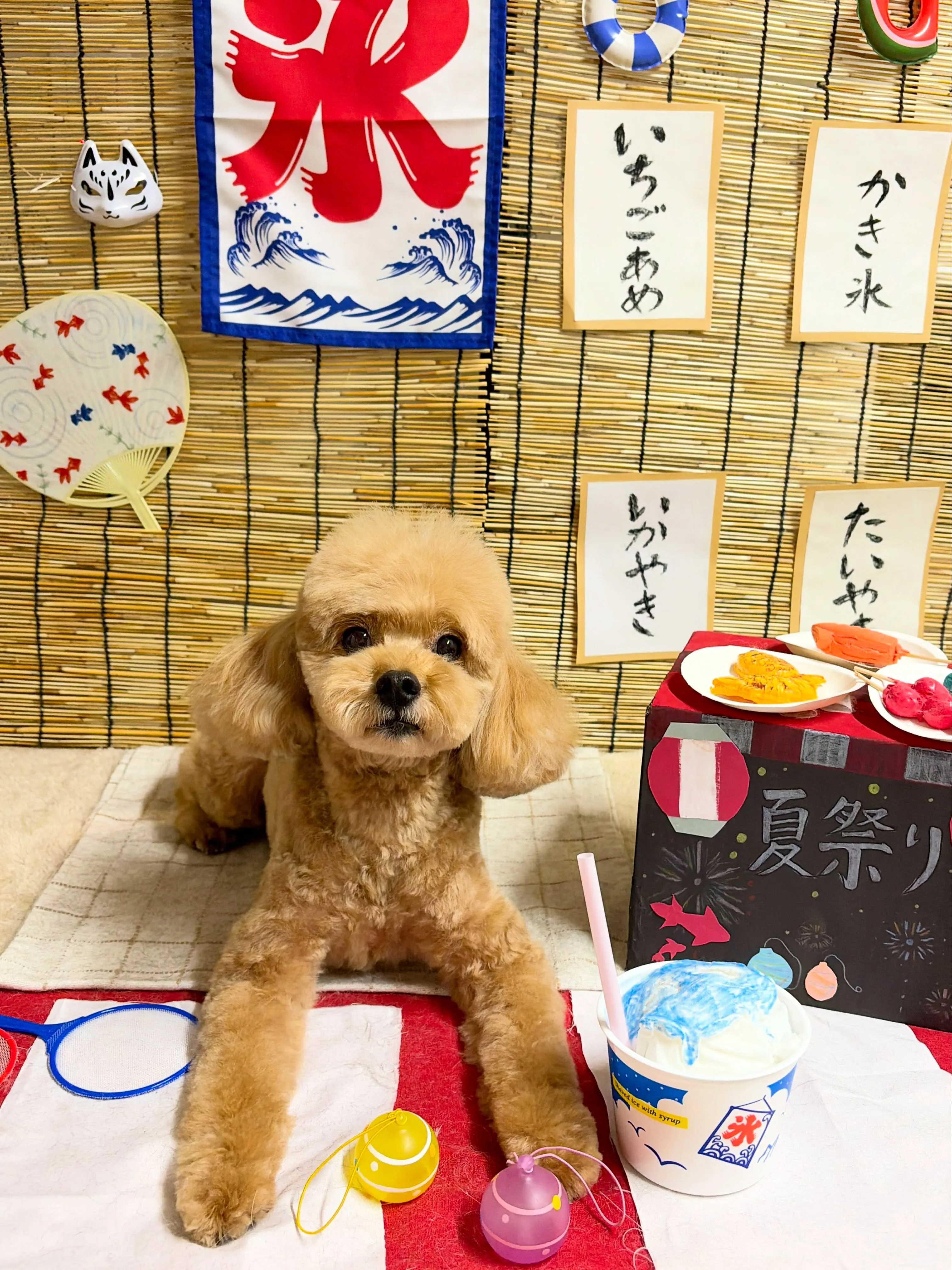 🍃8/26のトリミング🍃プードル🐶|名東区・千種区・守山区の...