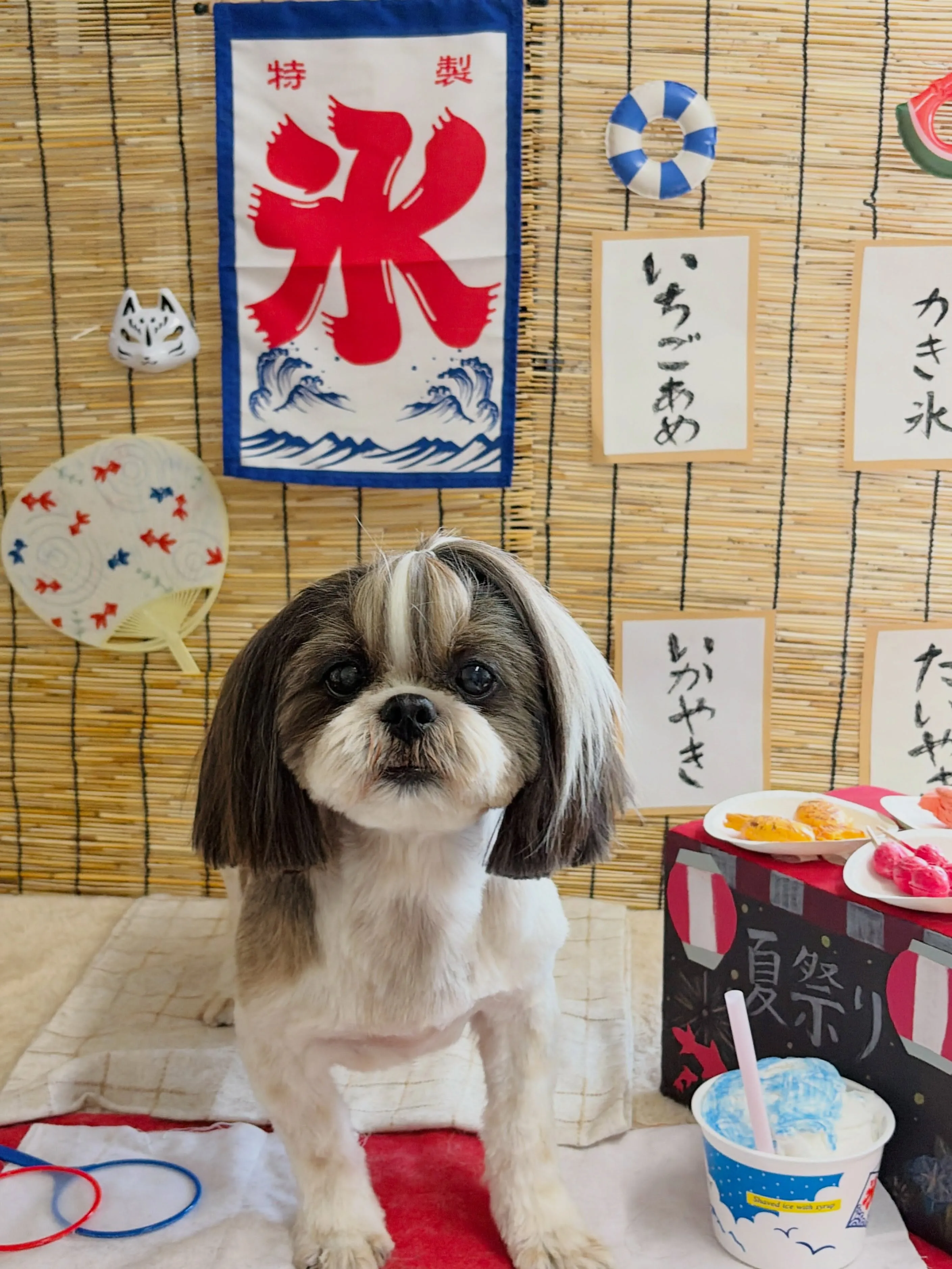 🍃8/26のトリミング🍃シーズー🐶ダックス🐶チワワ🐶|名東区...