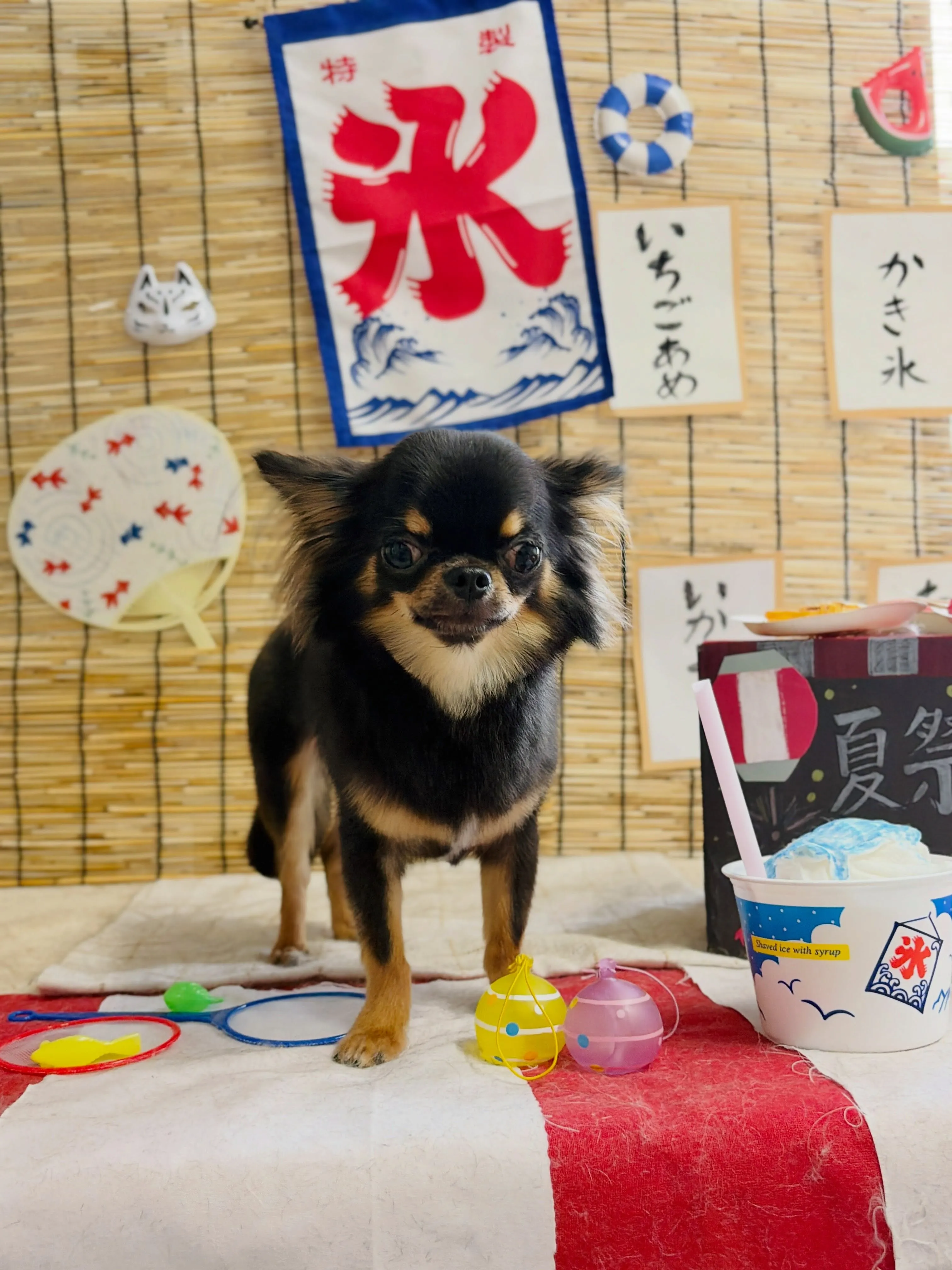 🍃8/26のトリミング🍃シーズー🐶ダックス🐶チワワ🐶|名東区...