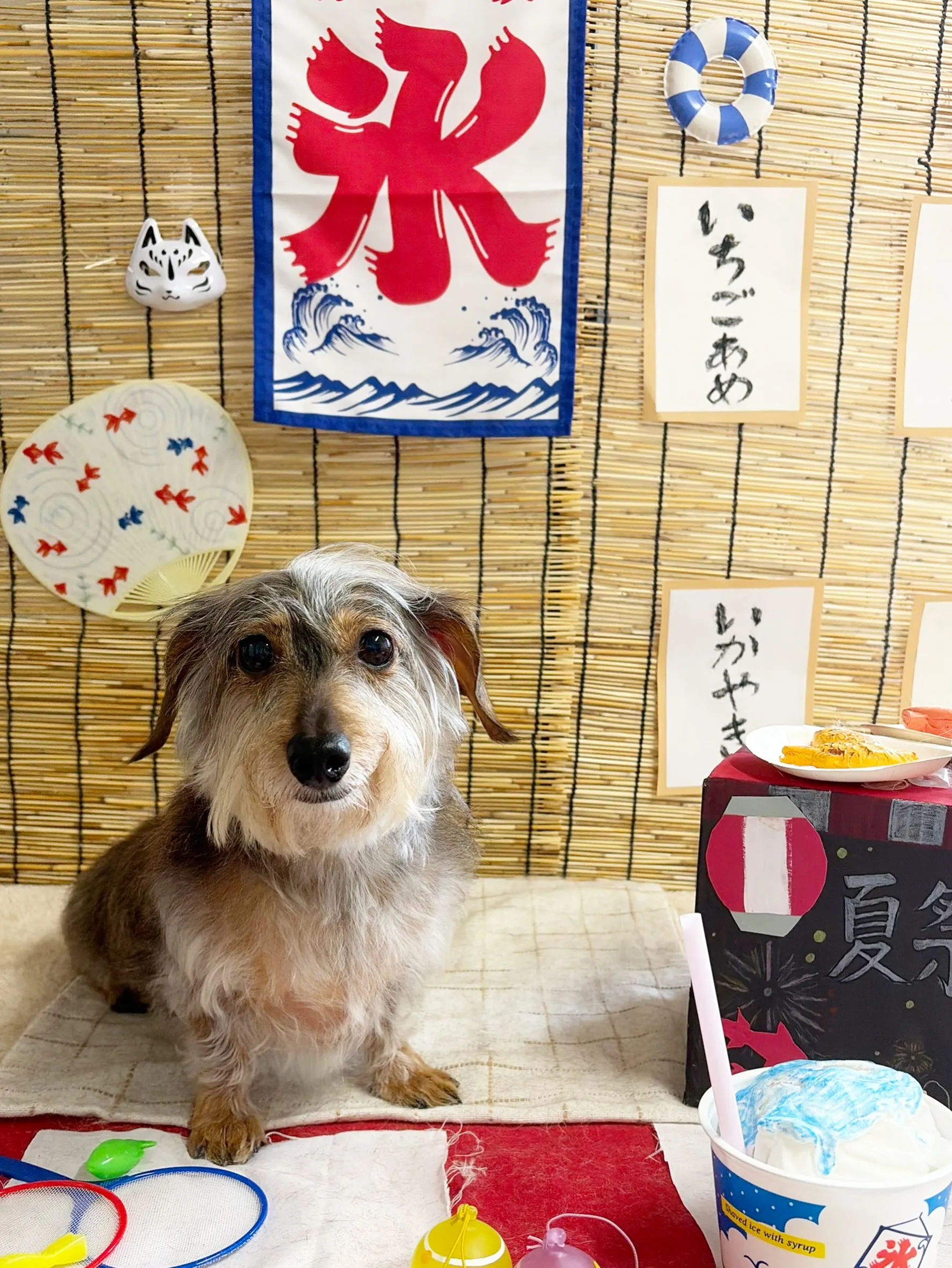 🍃8/26のトリミング🍃シーズー🐶ダックス🐶チワワ🐶|名東区...