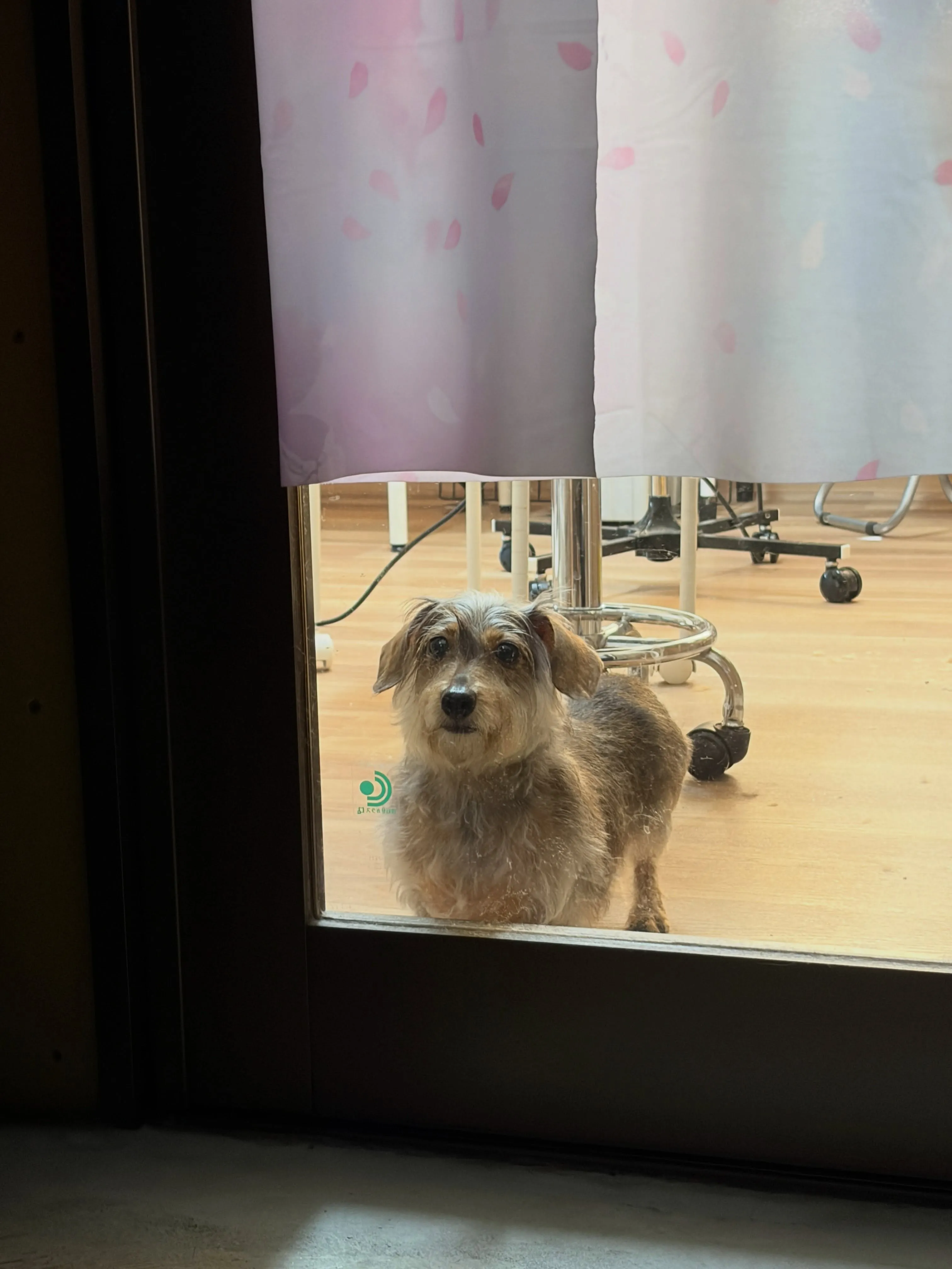 🍃8/26のトリミング🍃シーズー🐶ダックス🐶チワワ🐶|名東区...