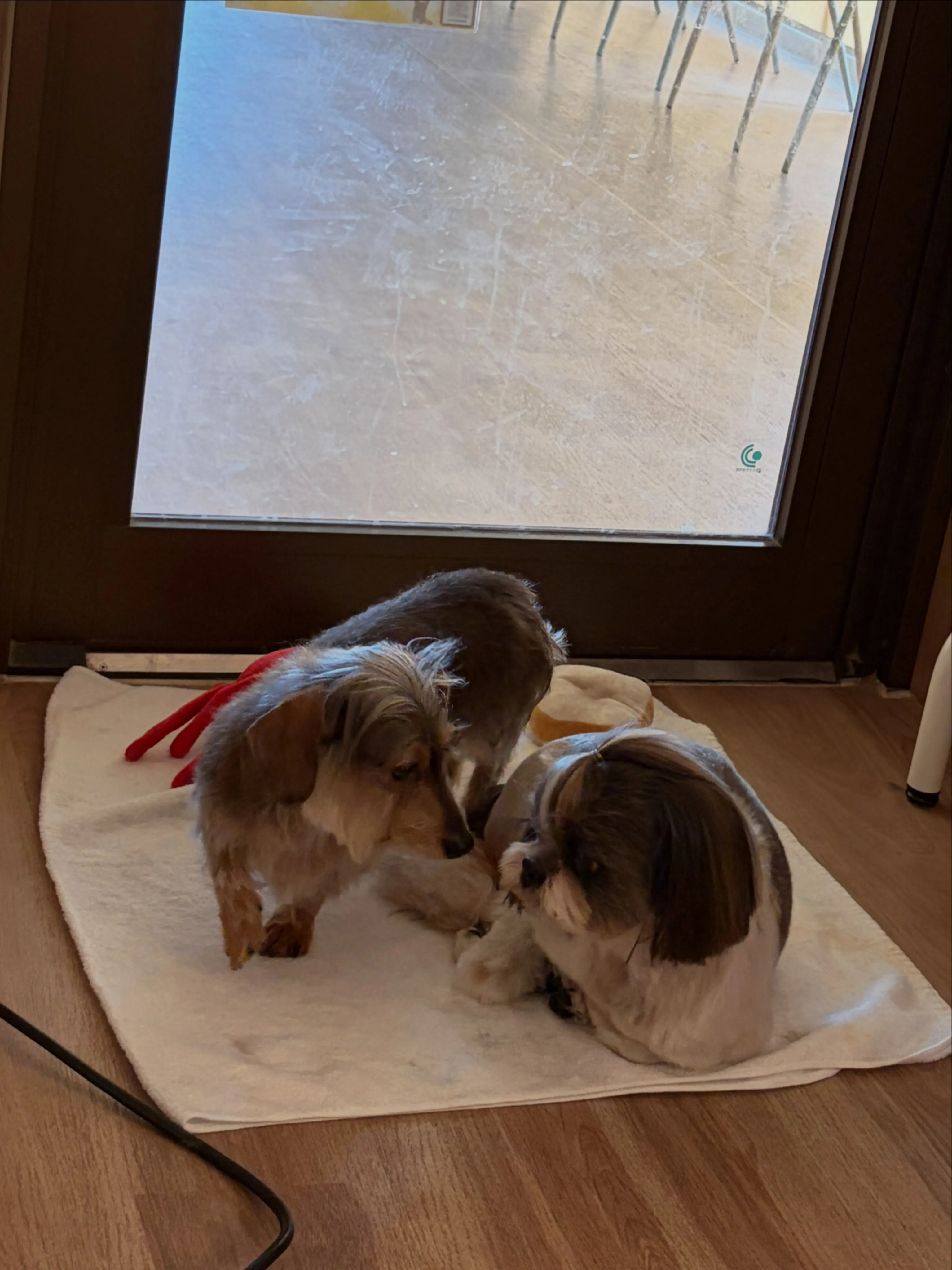 🍃8/26のトリミング🍃シーズー🐶ダックス🐶チワワ🐶|名東区...
