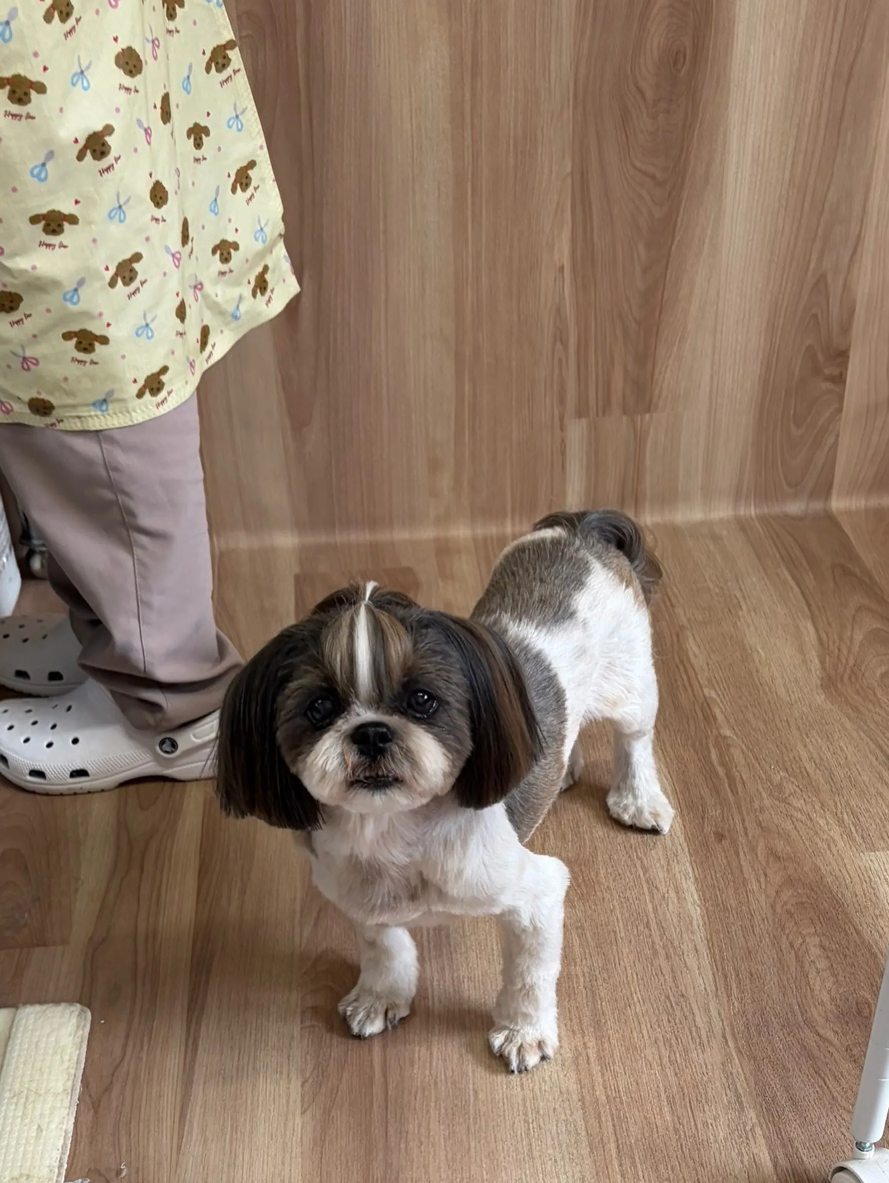🍃8/26のトリミング🍃シーズー🐶ダックス🐶チワワ🐶|名東区...