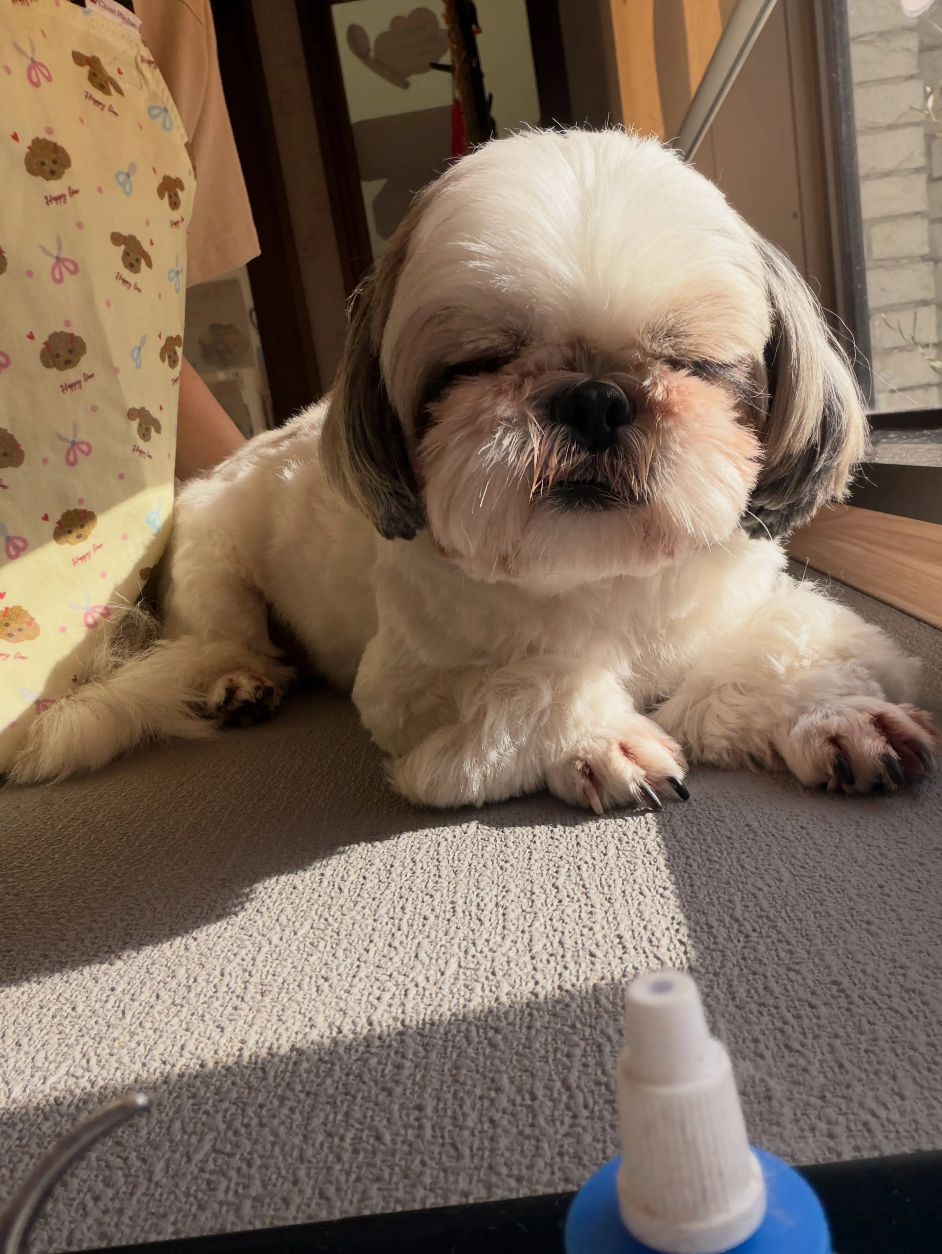 🍃8/26のトリミング🍃シーズー🐶|名東区・千種区・守山区の...