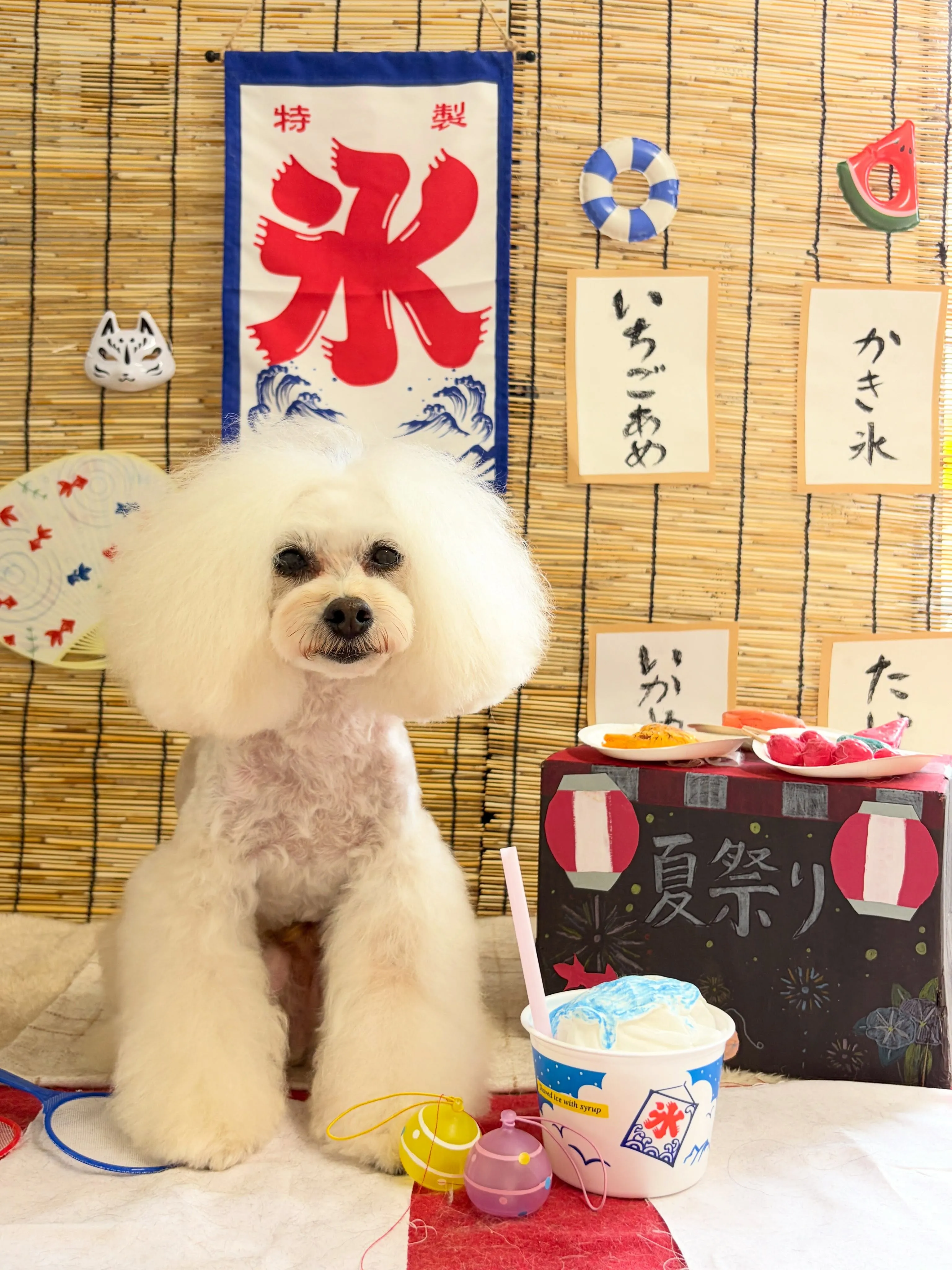 🍃8/28のトリミング🍃プードル🐶|名東区・千種区・守山区の...
