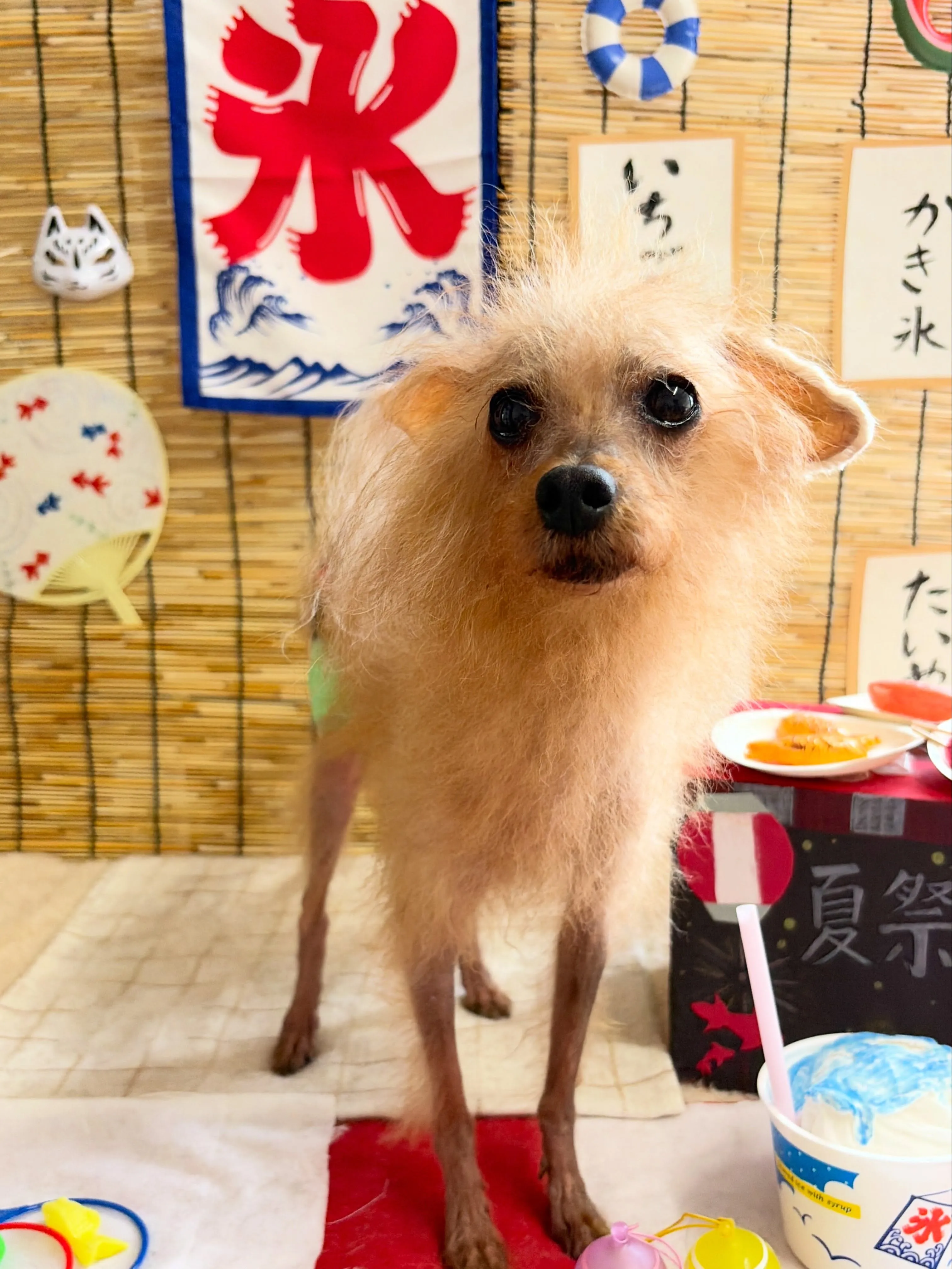 🍃8/28のトリミング🍃プードル🐶|名東区・千種区・守山区の...