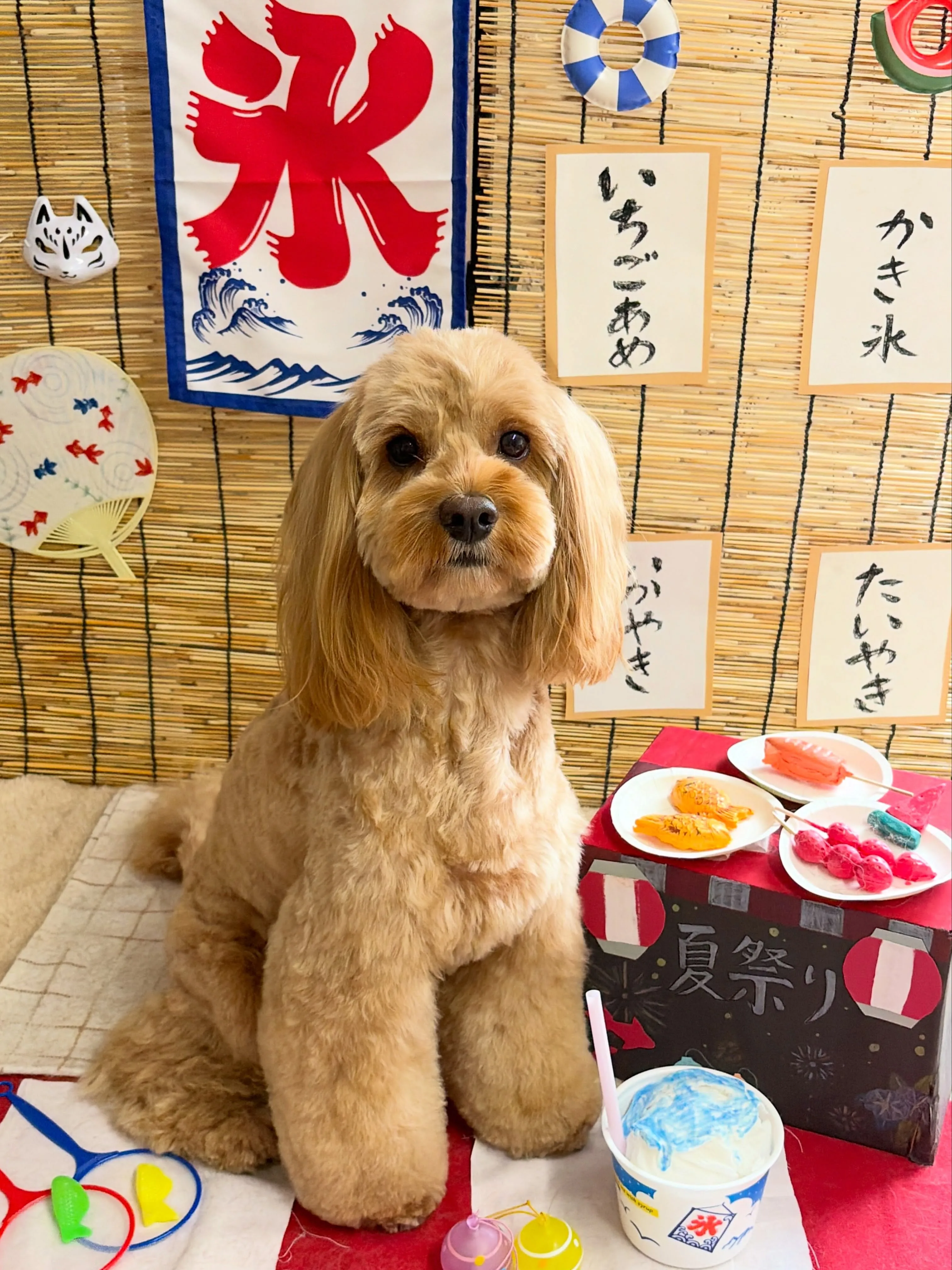🍃8/28のトリミング🍃ミックス犬🐶｜名東区・千種区・守山区...