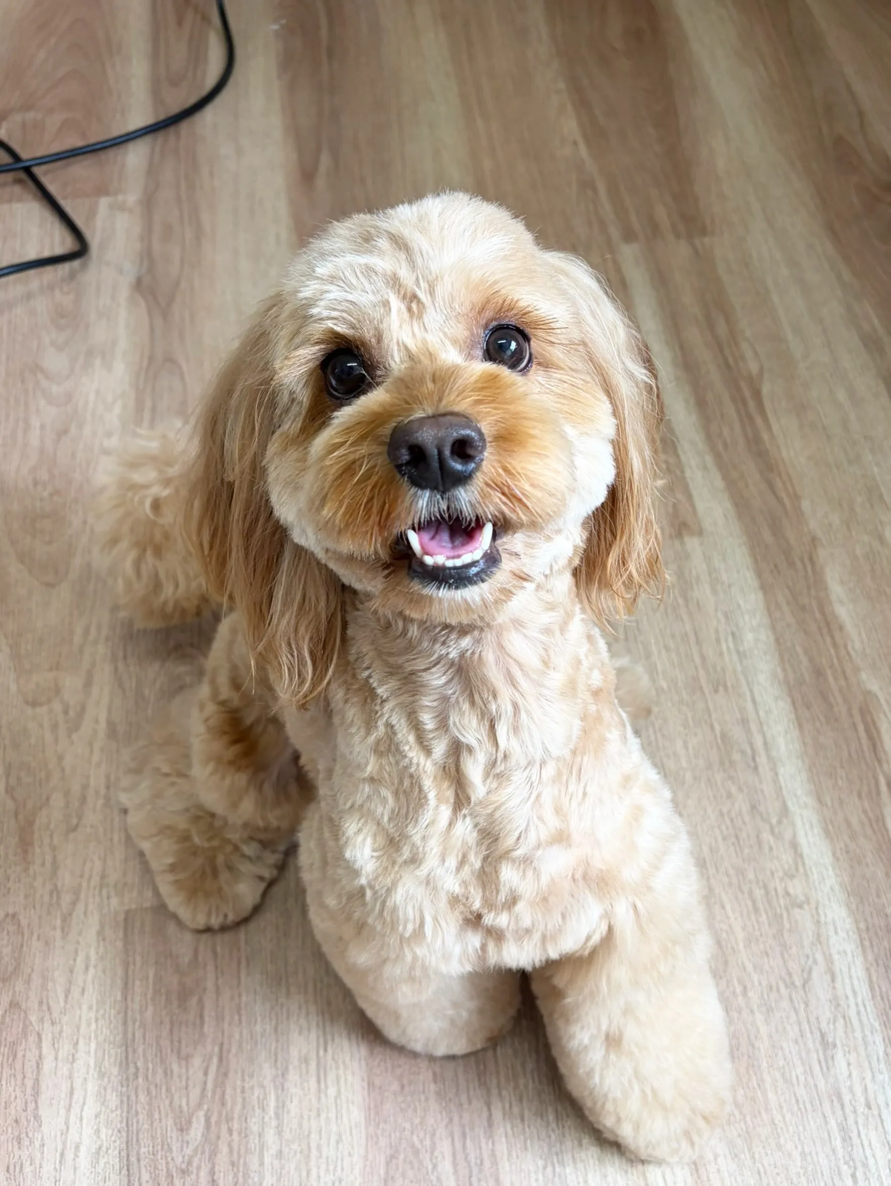 🍃8/28のトリミング🍃ミックス犬🐶｜名東区・千種区・守山区...