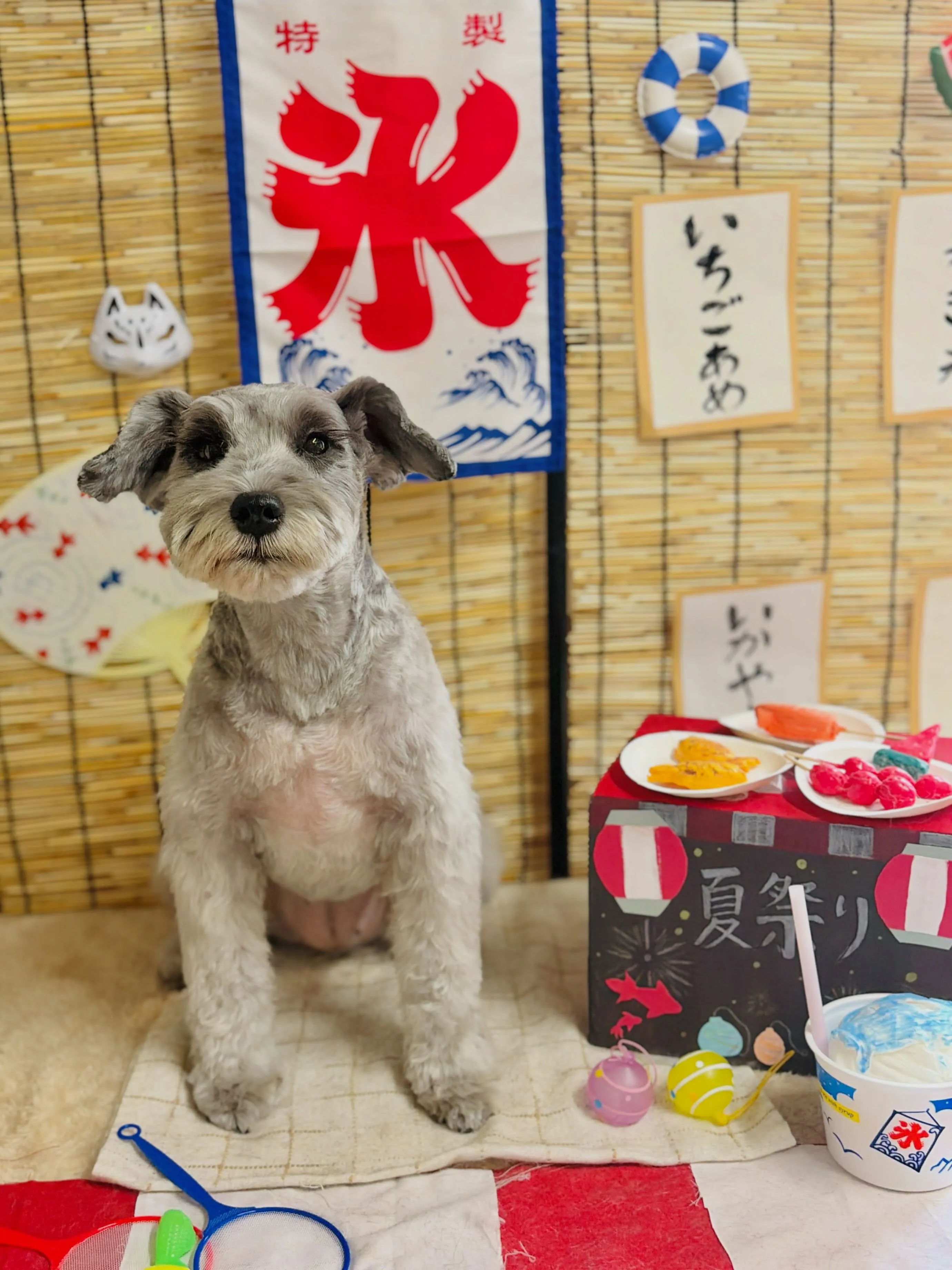 🍃8/29のトリミング🍃ミニチュアシュナウザー🐶|名東区・千...
