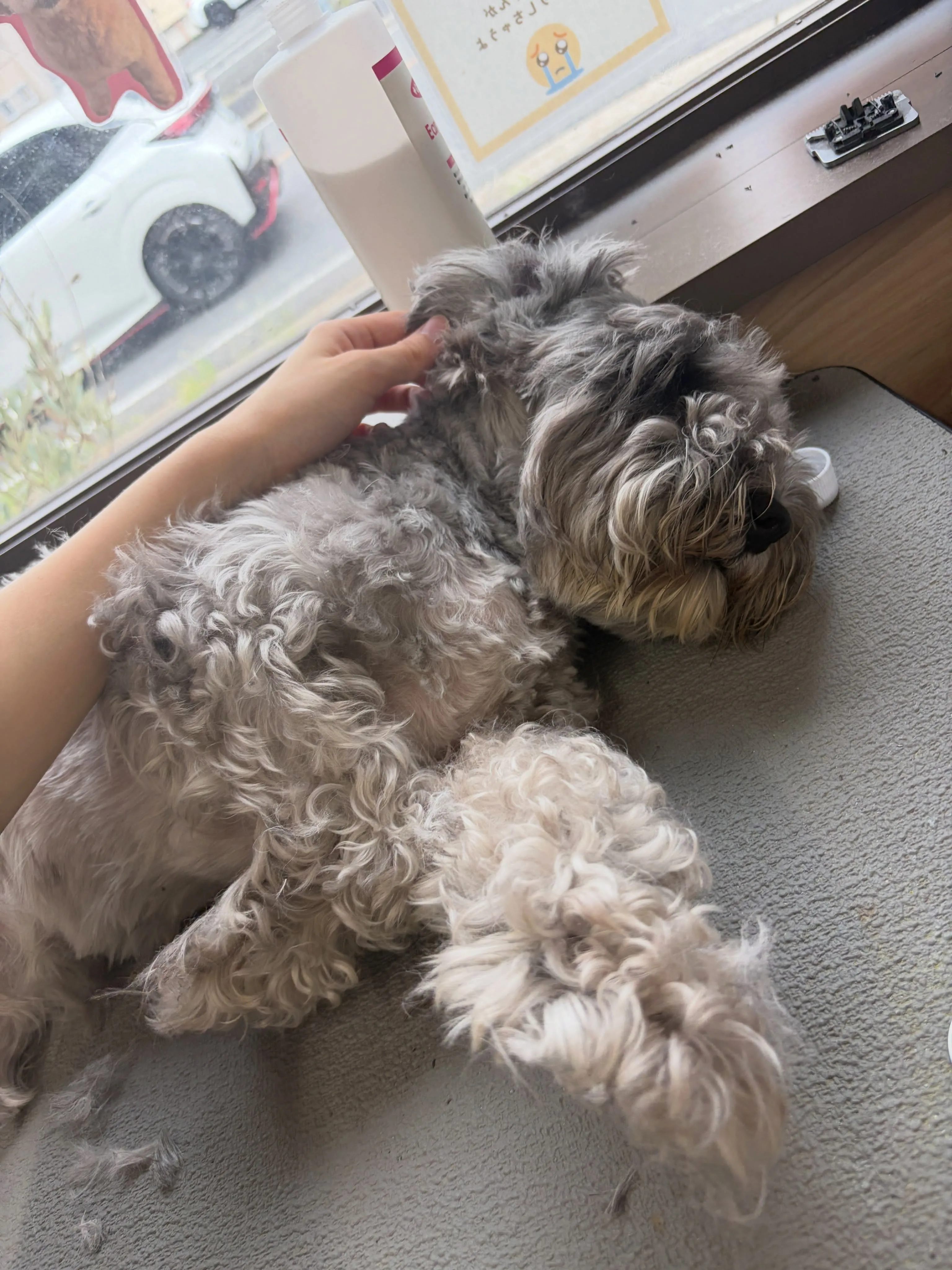 🍃8/29のトリミング🍃ミニチュアシュナウザー🐶|名東区・千...