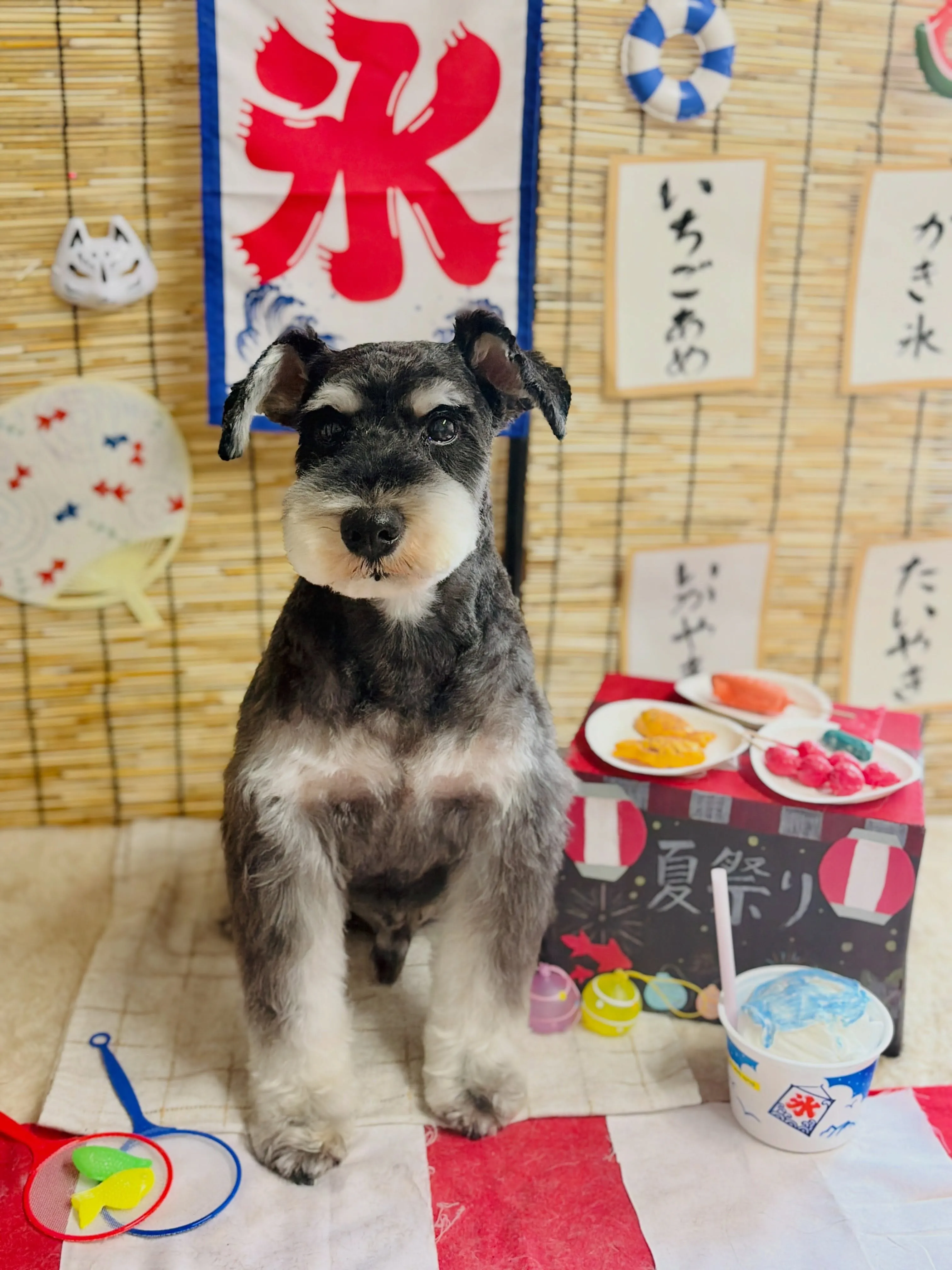 🍃8/29のトリミング🍃ミニチュアシュナウザー🐶|名東区・千...
