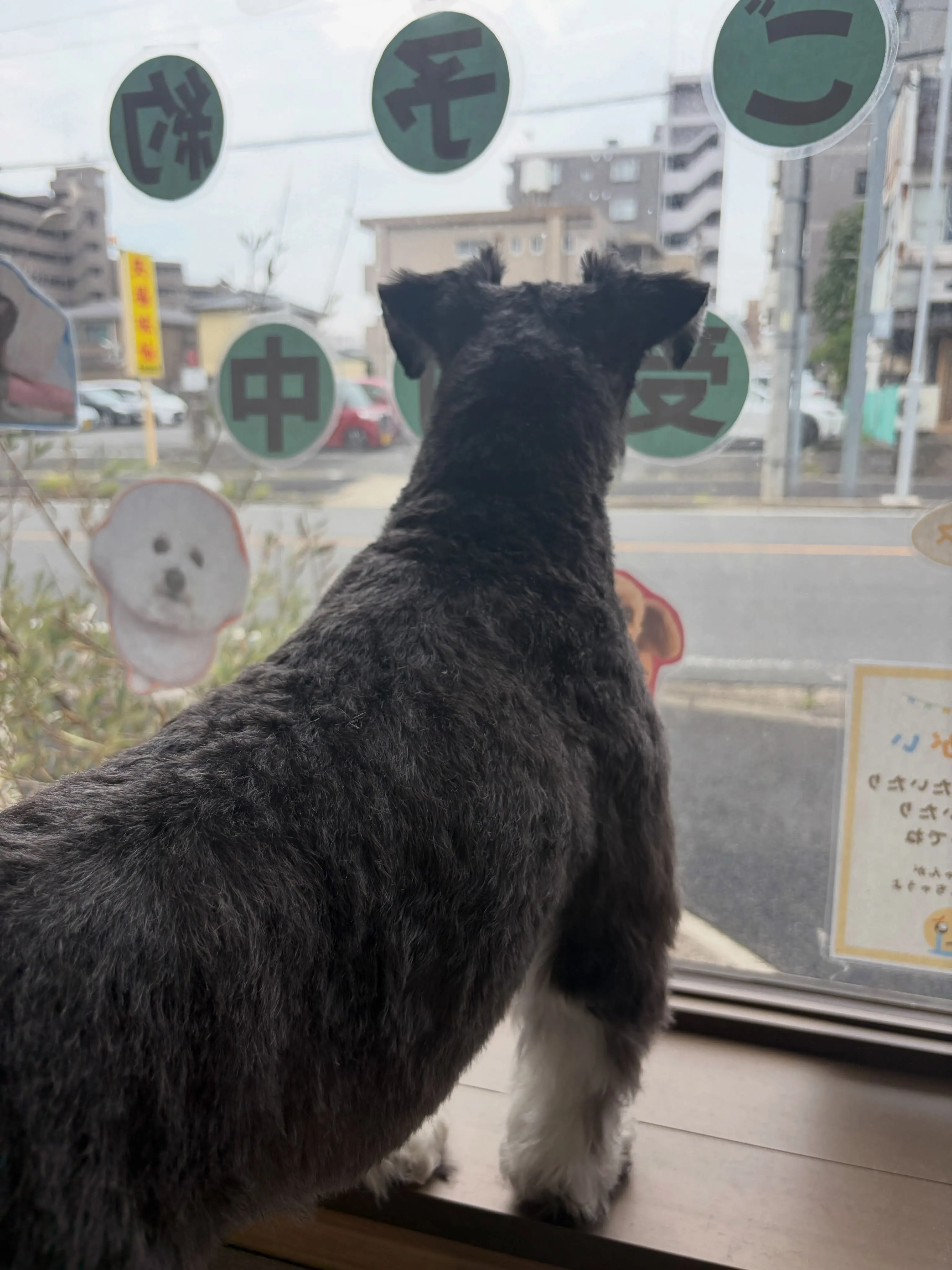 🍃8/29のトリミング🍃ミニチュアシュナウザー🐶|名東区・千...