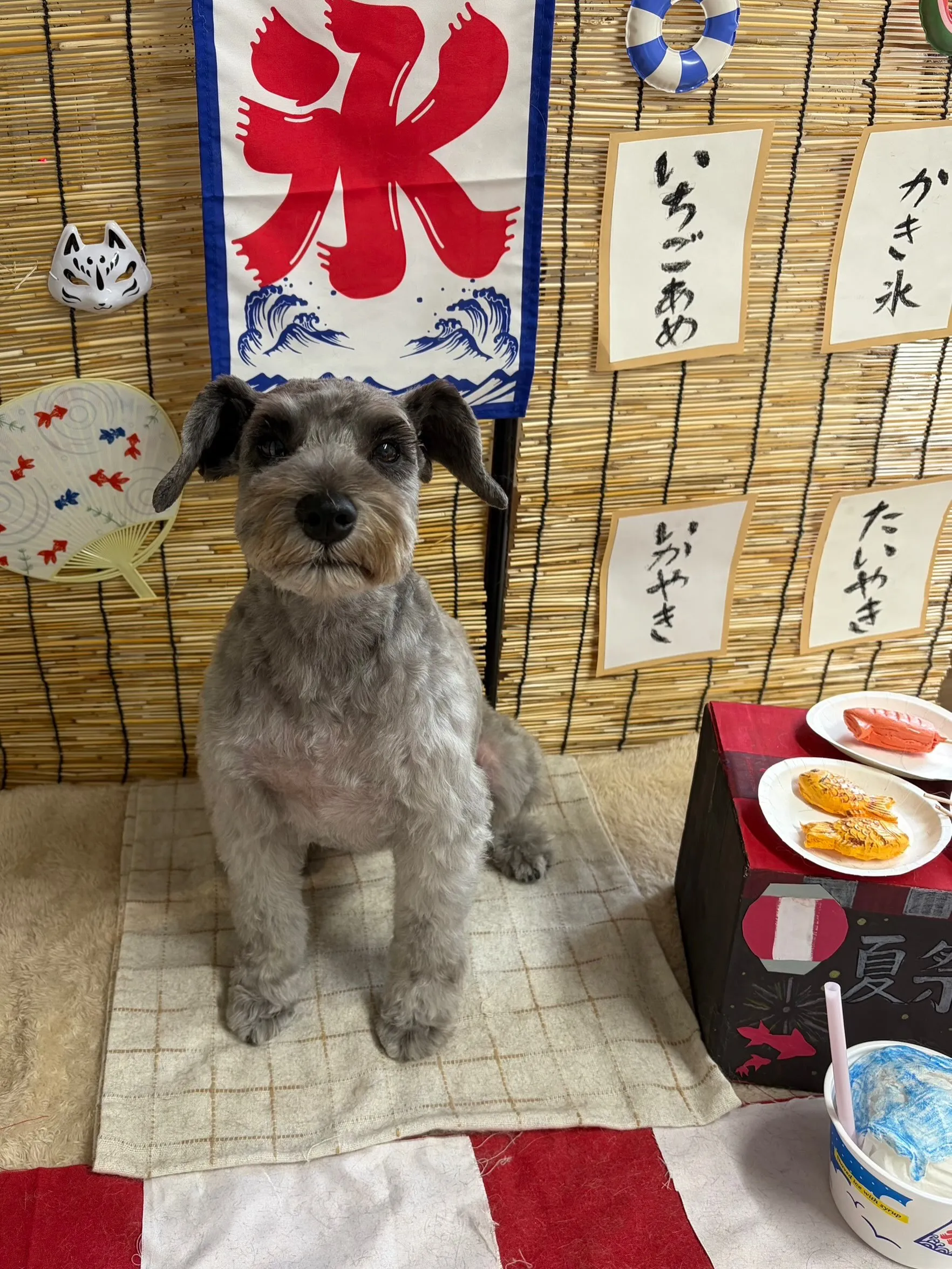 🍃8/29のトリミング🍃ミニチュアシュナウザー🐶|名東区・千...