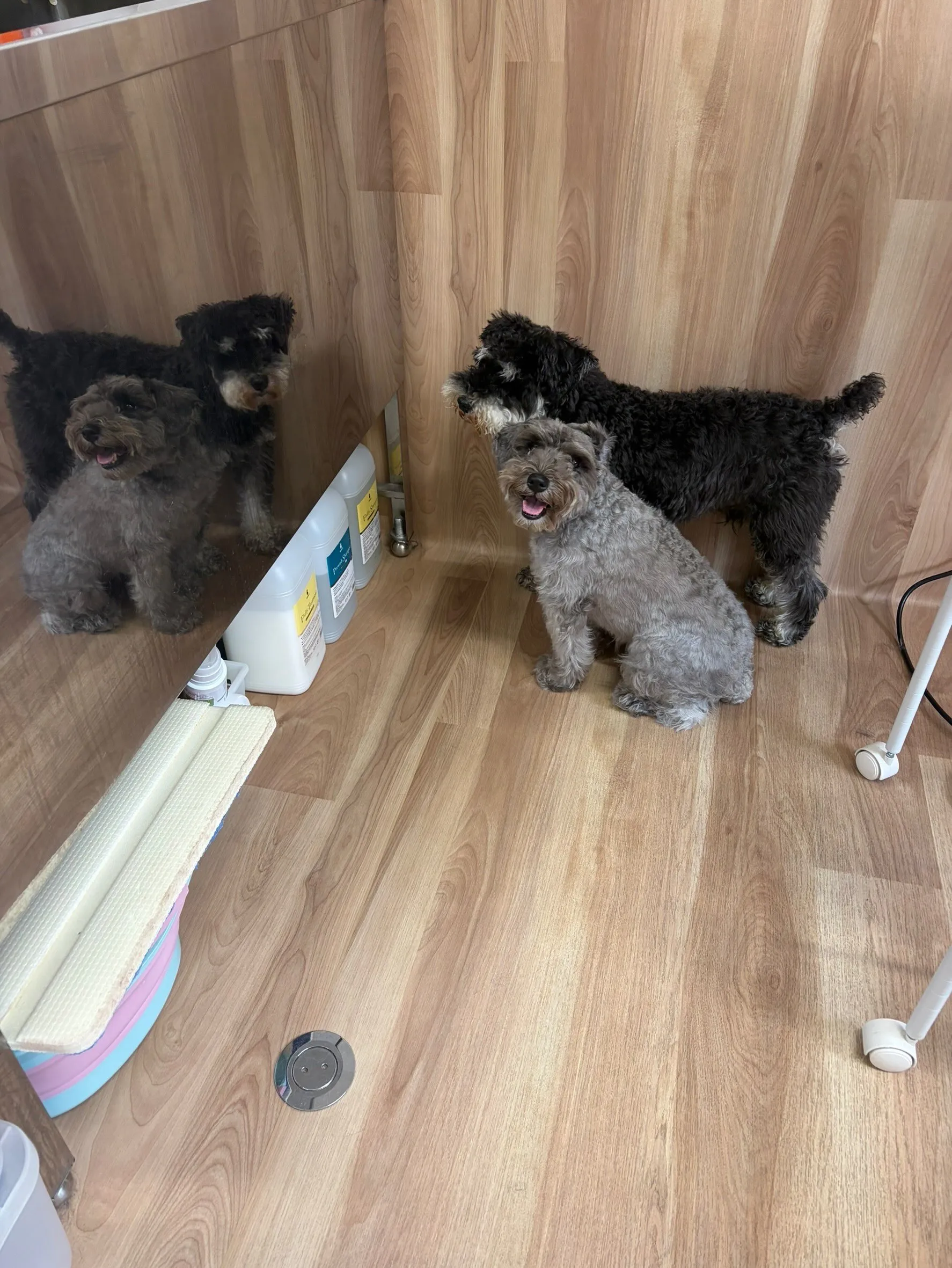 🍃8/29のトリミング🍃ミニチュアシュナウザー🐶|名東区・千...
