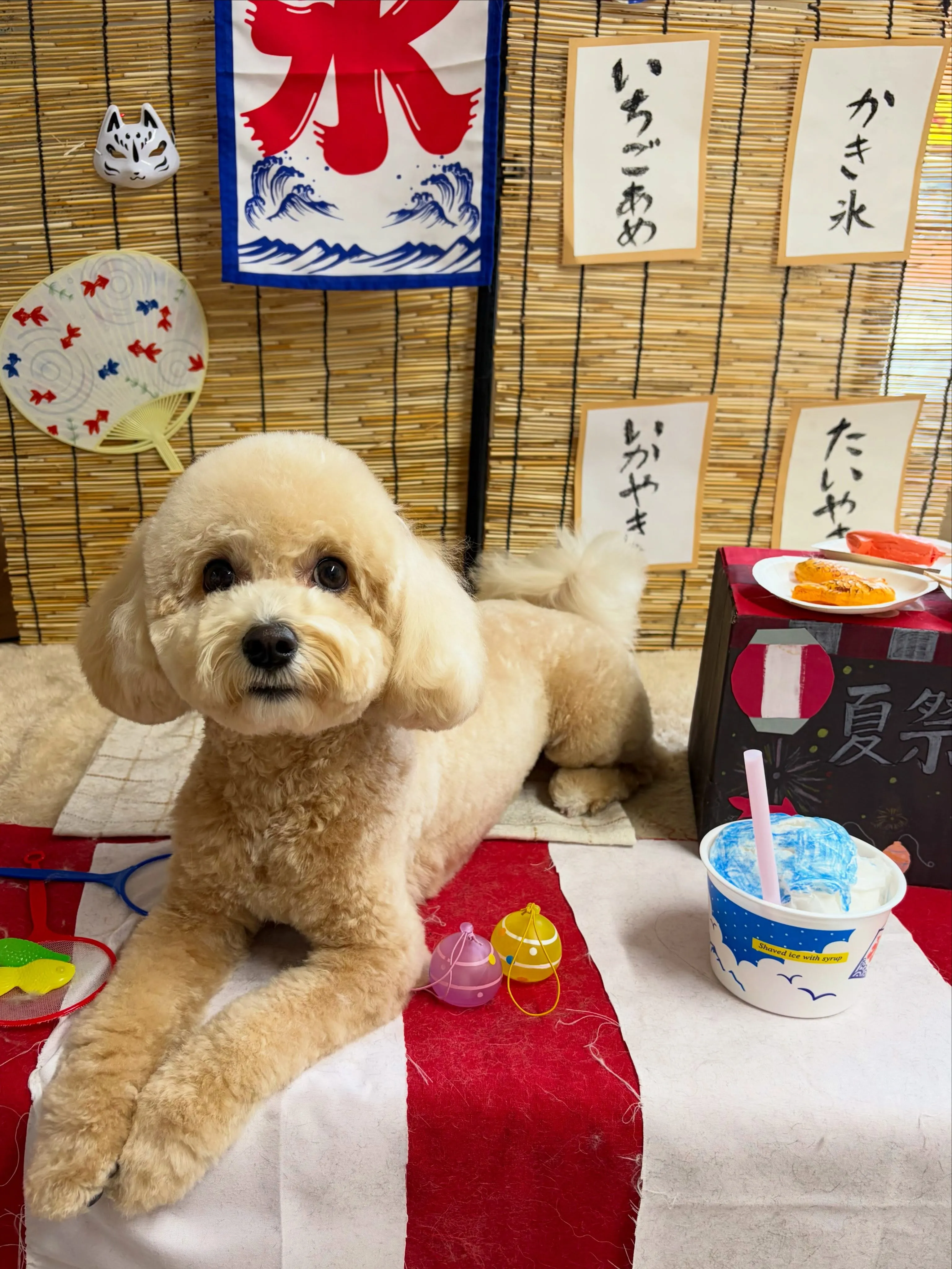 🍃8/29のトリミング🍃ミックス犬🐶｜名東区・千種区・守山区...