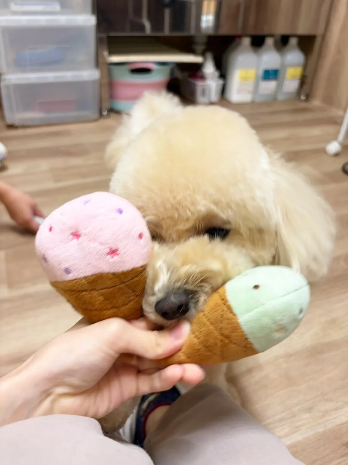 🍃8/29のトリミング🍃ミックス犬🐶｜名東区・千種区・守山区...