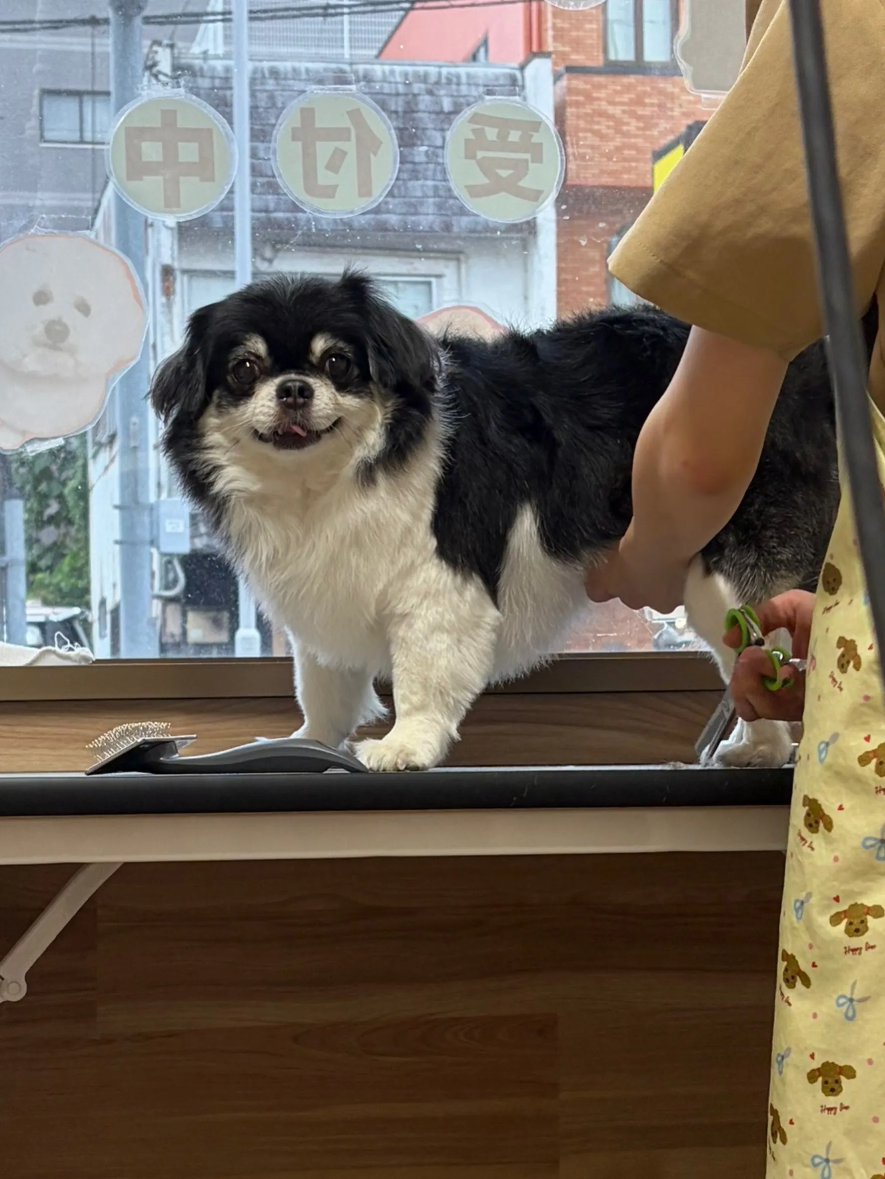 🍃8/29のトリミング🍃チワワ🐶｜名東区・千種区・守山区の動...