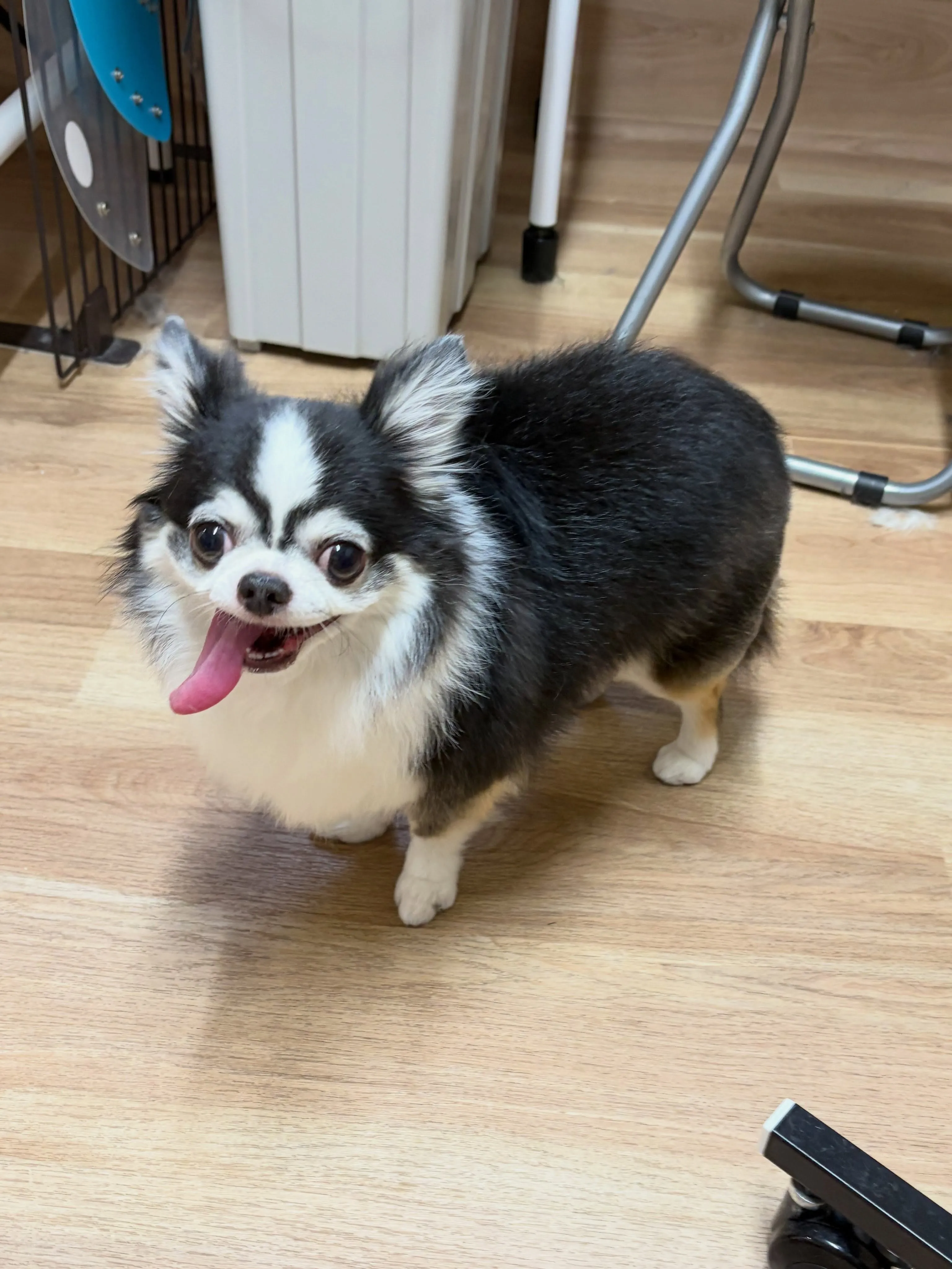 🍃8/29のトリミング🍃チワワ🐶|名東区・千種区・守山区の動...