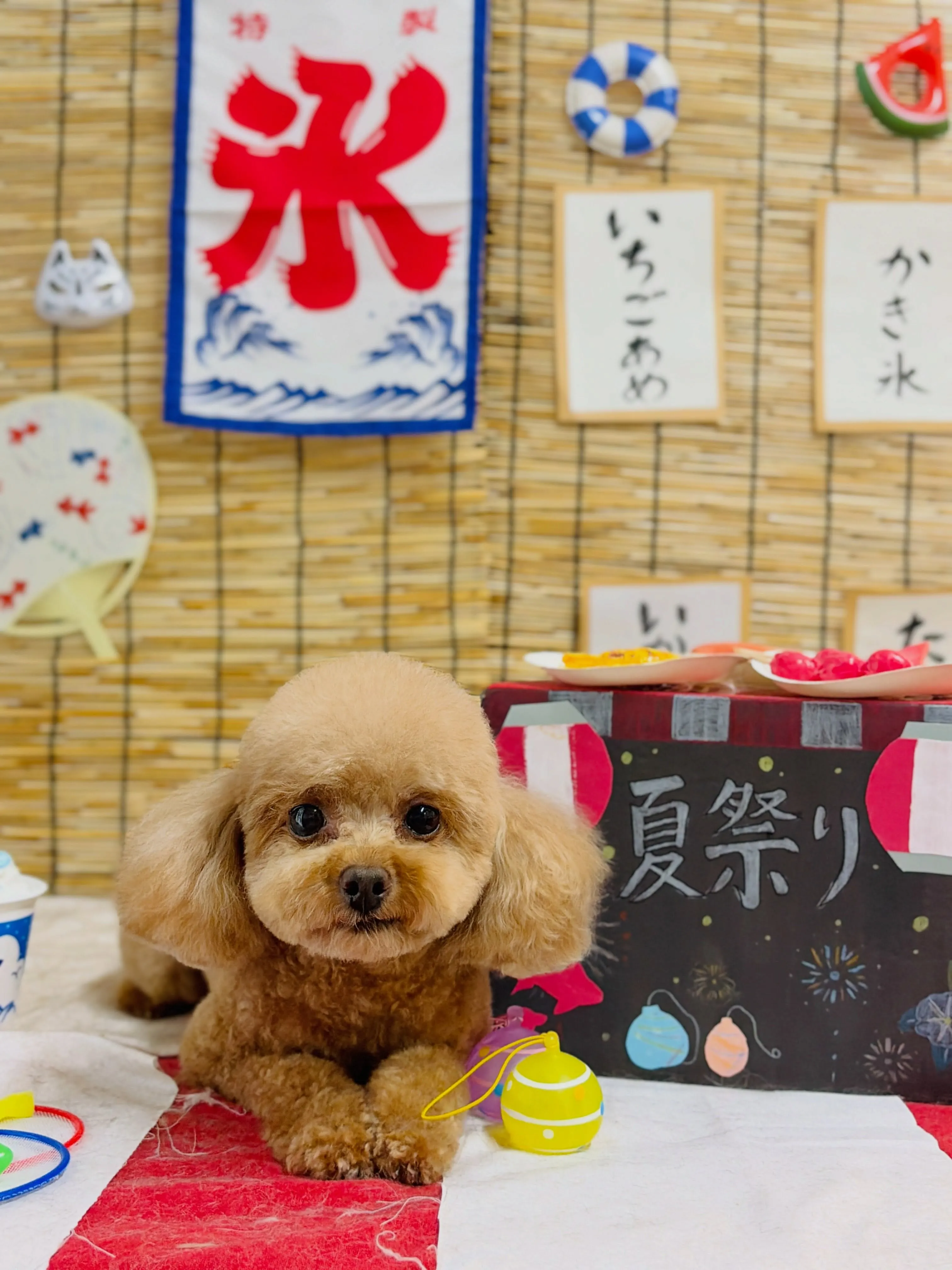 🍃8/30のトリミング🍃🐶｜名東区・千種区・守山区の動物病院...