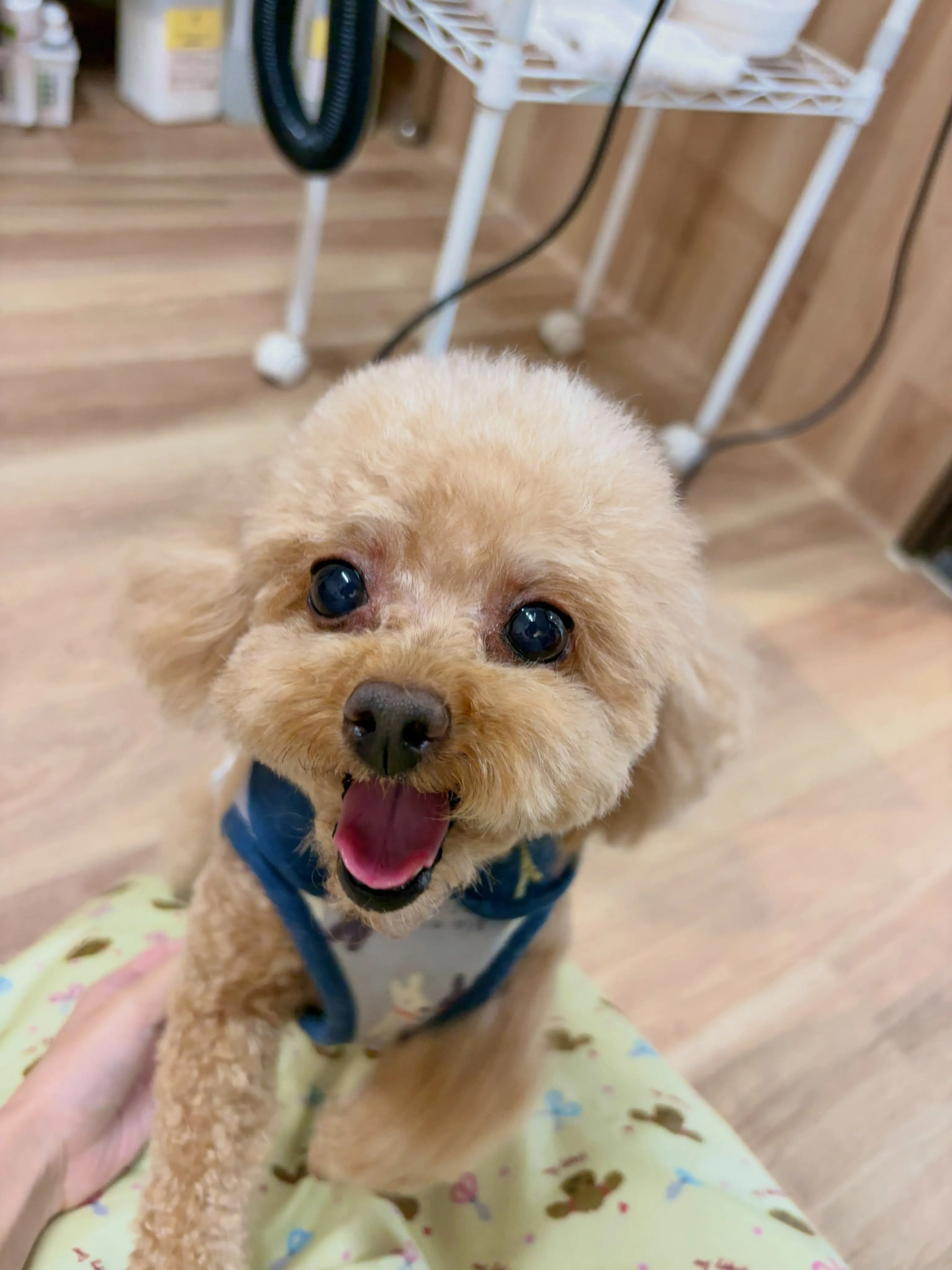 🍃8/30のトリミング🍃🐶｜名東区・千種区・守山区の動物病院...