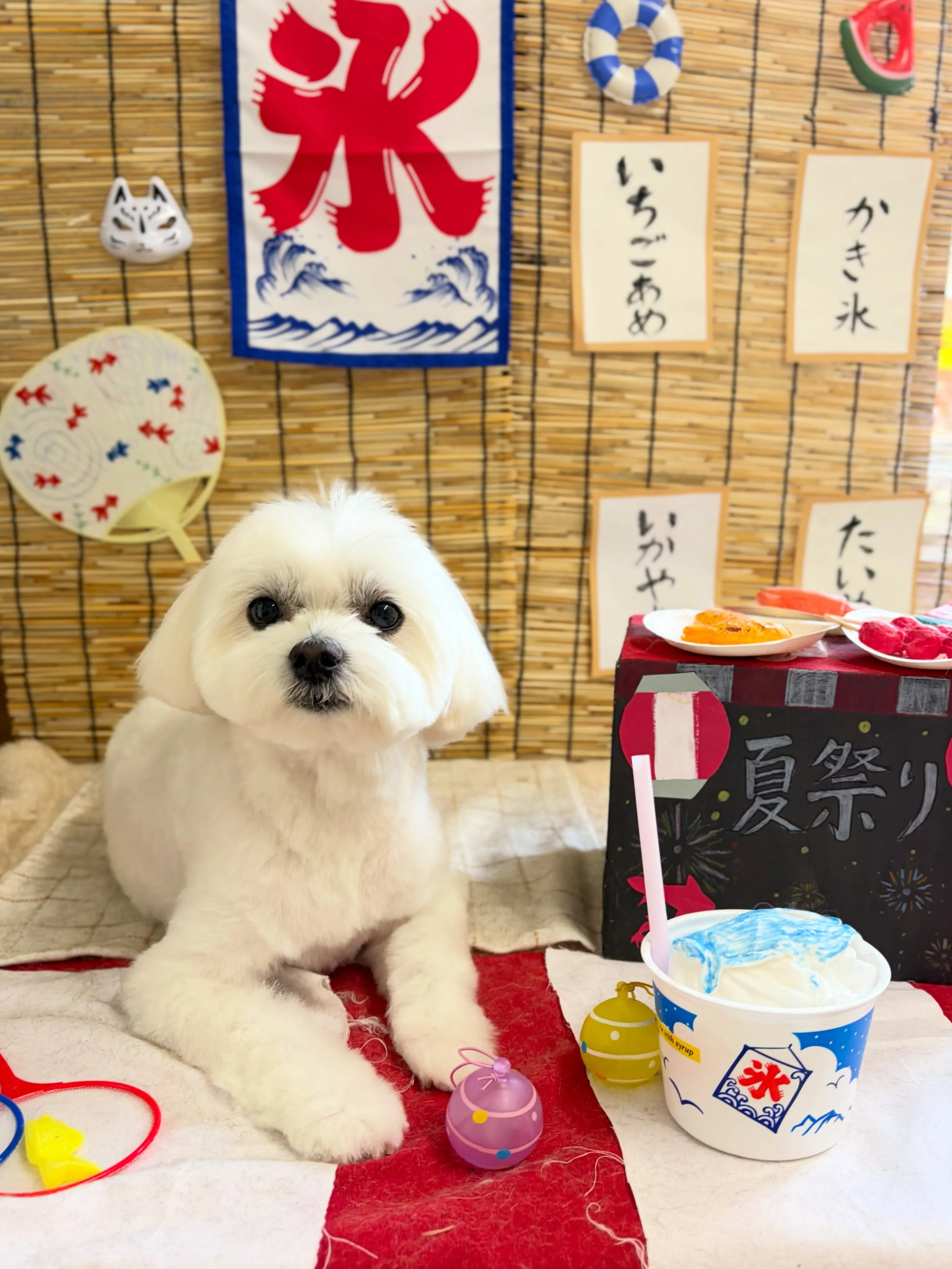 🍃8/30のトリミング🍃ミックス犬🐶｜名東区・千種区・守山区...