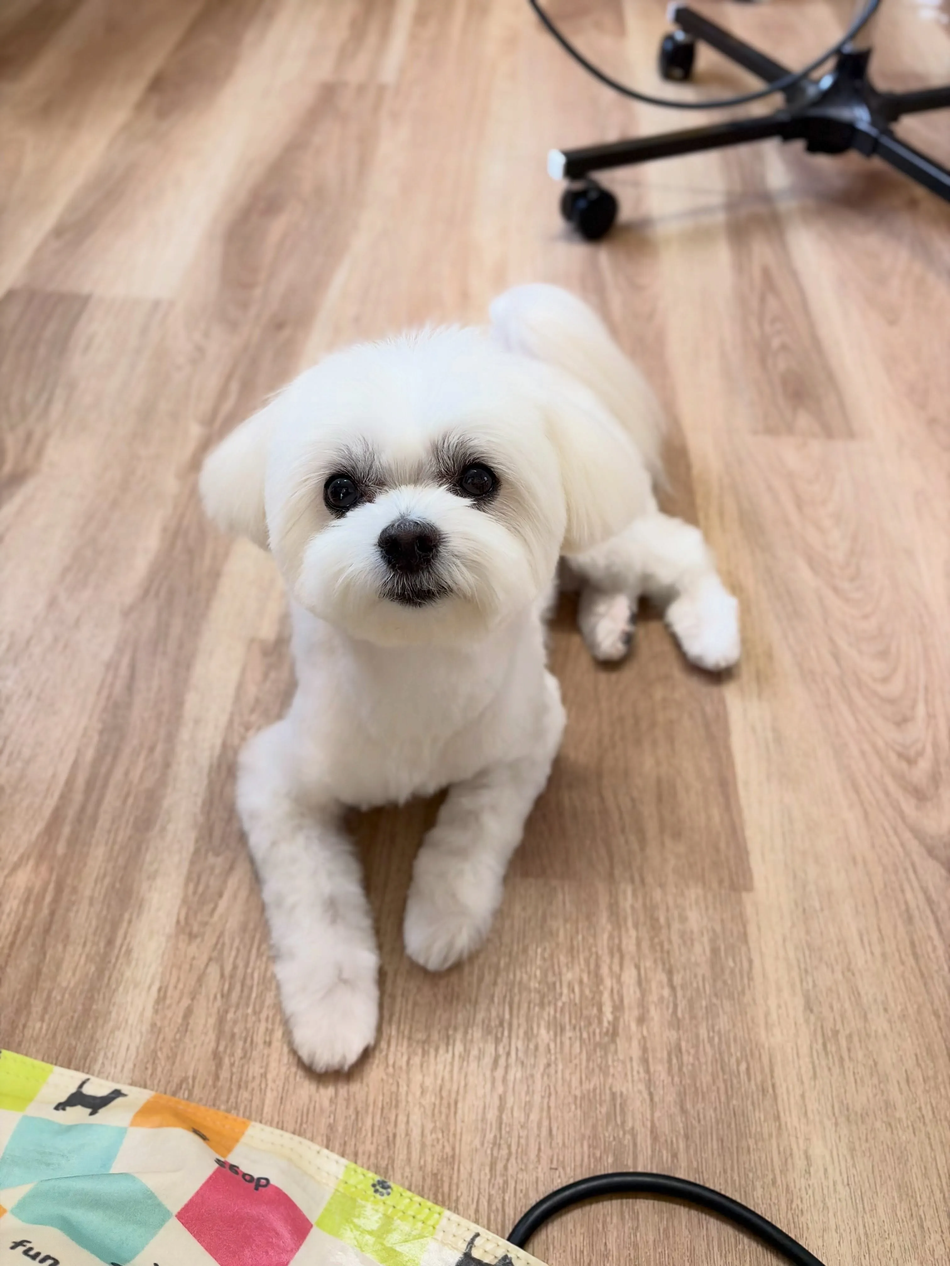 🍃8/30のトリミング🍃ミックス犬🐶｜名東区・千種区・守山区...