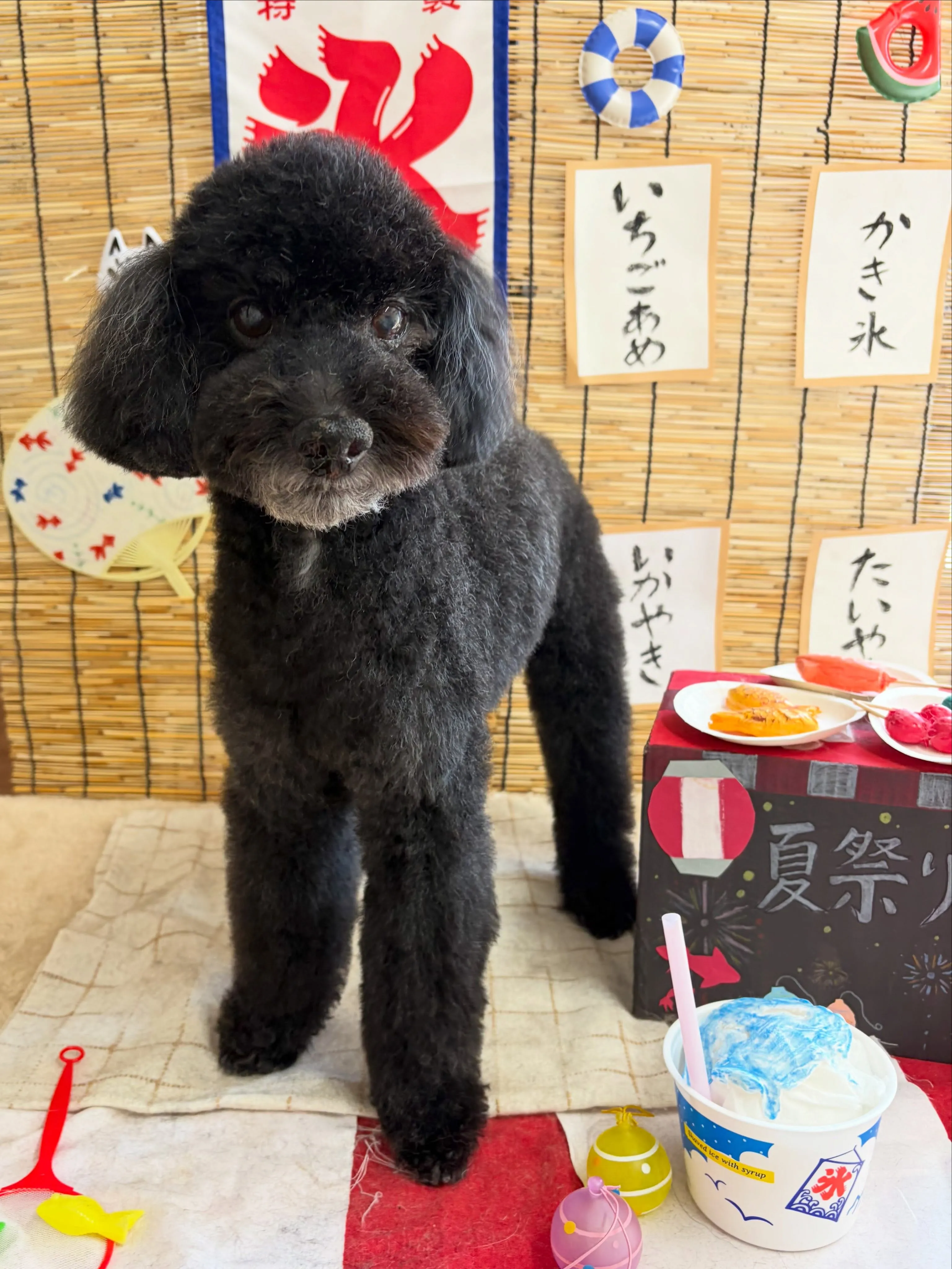 🍃8/30のトリミング🍃プードル🐶｜名東区・千種区・守山区の...