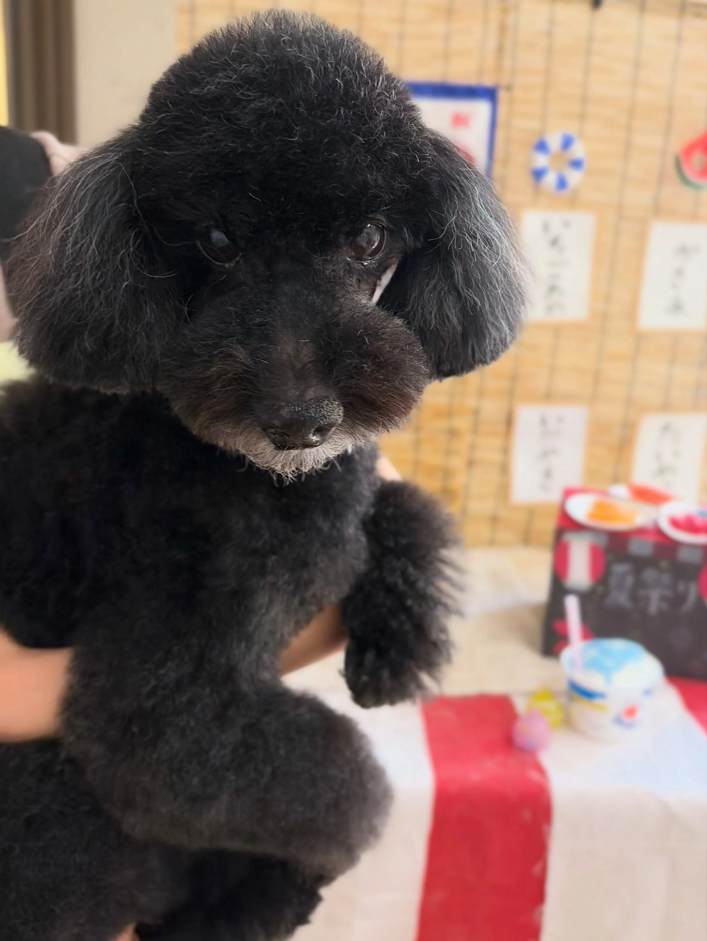 🍃8/30のトリミング🍃プードル🐶｜名東区・千種区・守山区の...