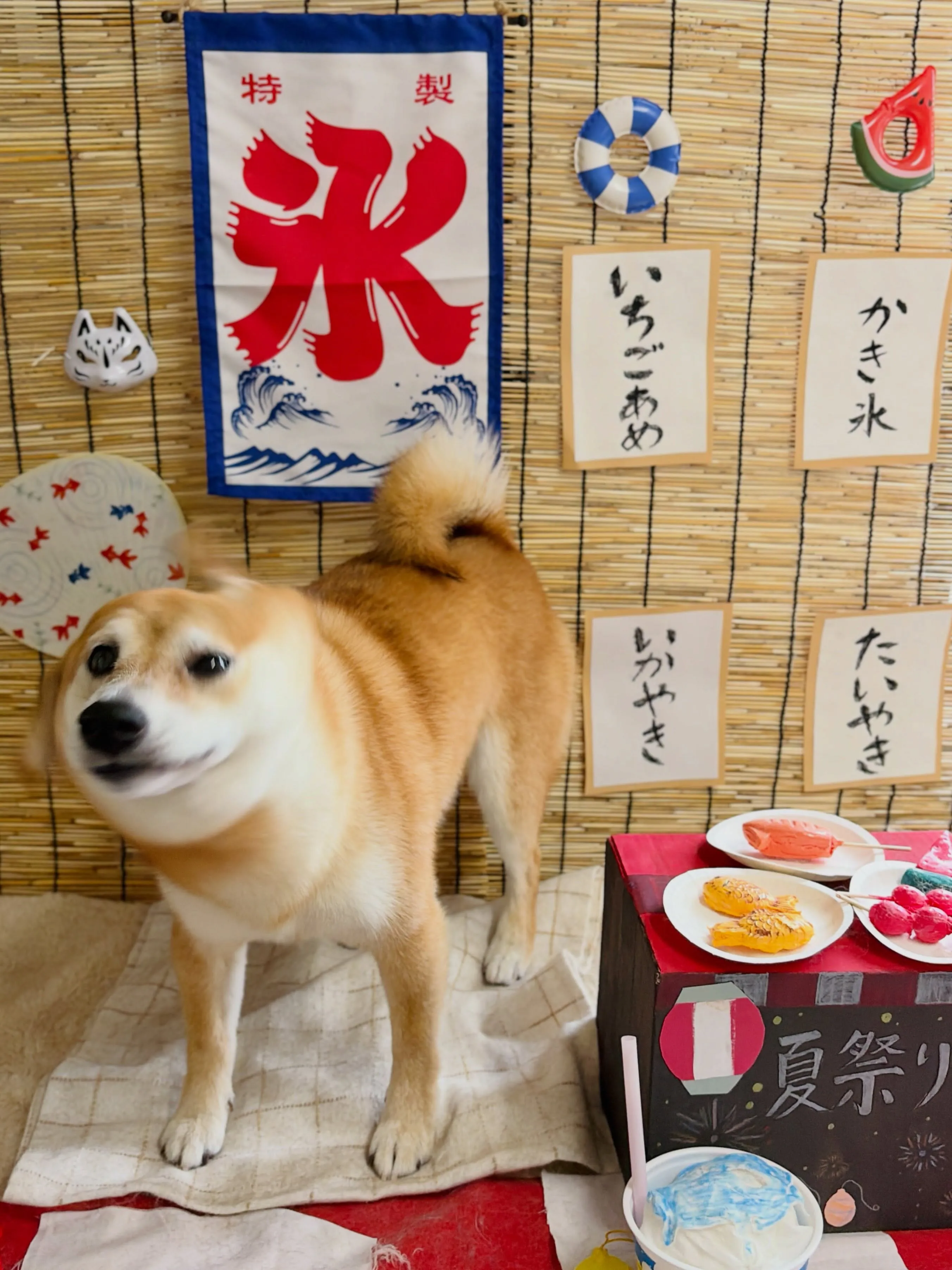 🍃8/30のトリミング🍃柴犬🐶｜名東区・千種区・守山区の動物...
