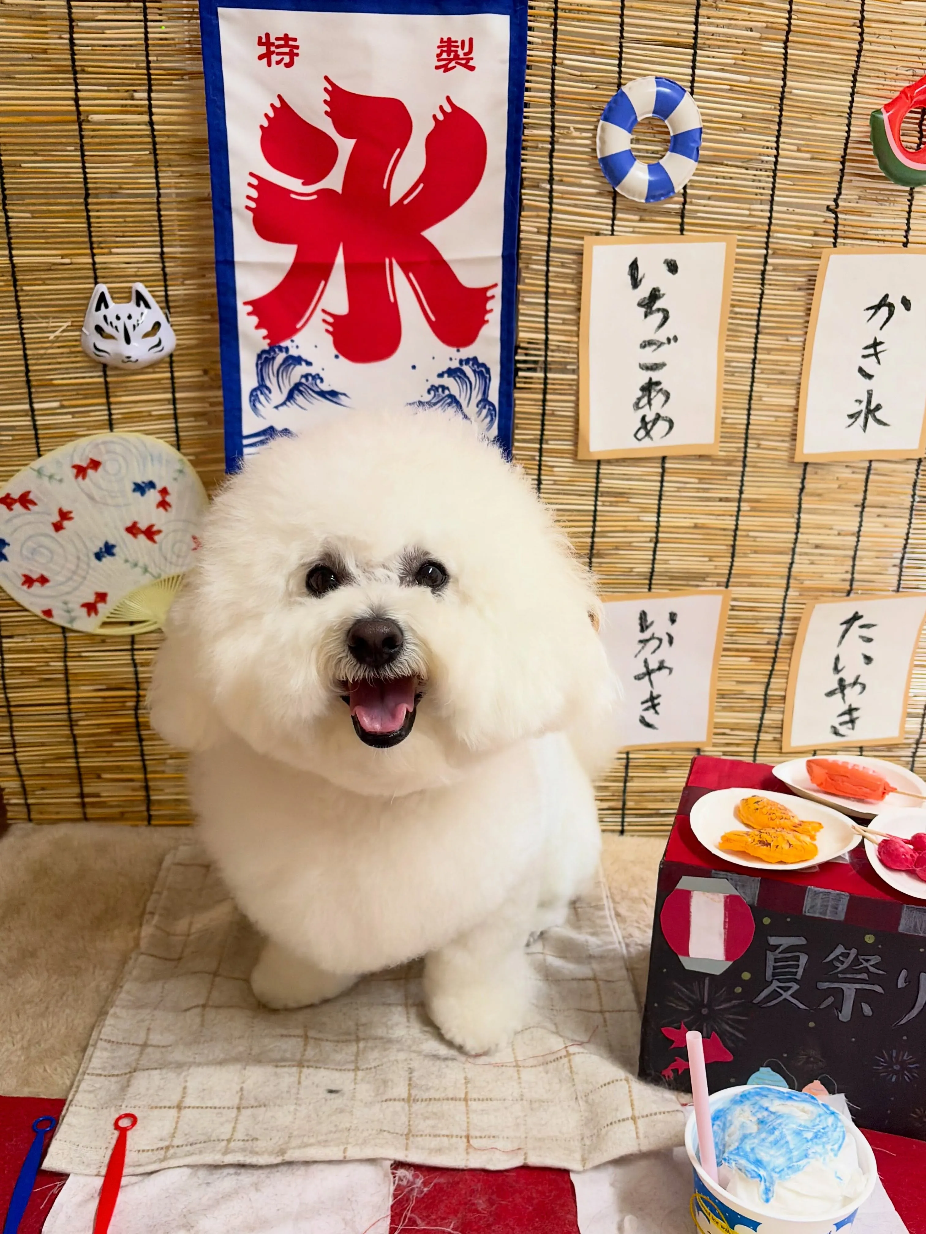 🍃8/30のトリミング🍃ビションフリーゼ🐶|名東区・千種区・...