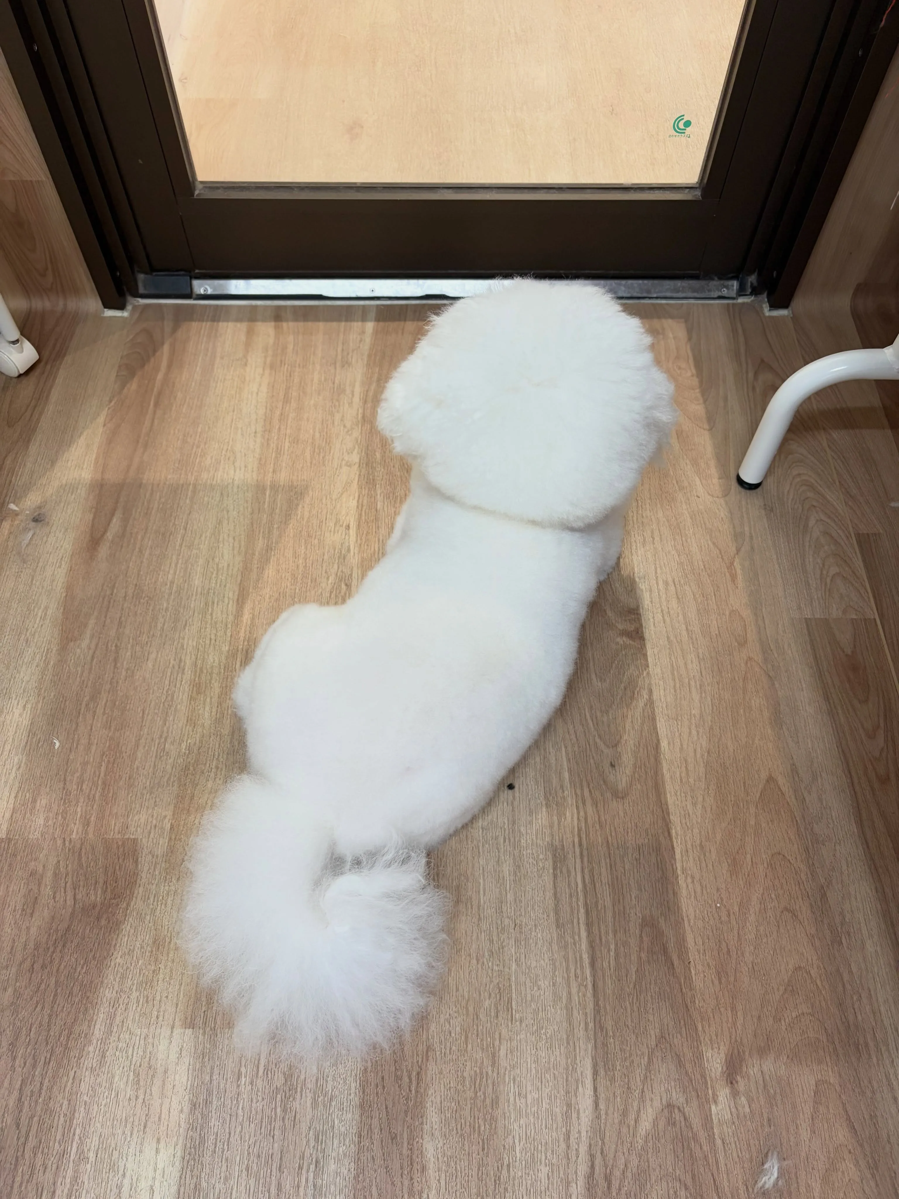 🍃8/30のトリミング🍃ビションフリーゼ🐶|名東区・千種区・...