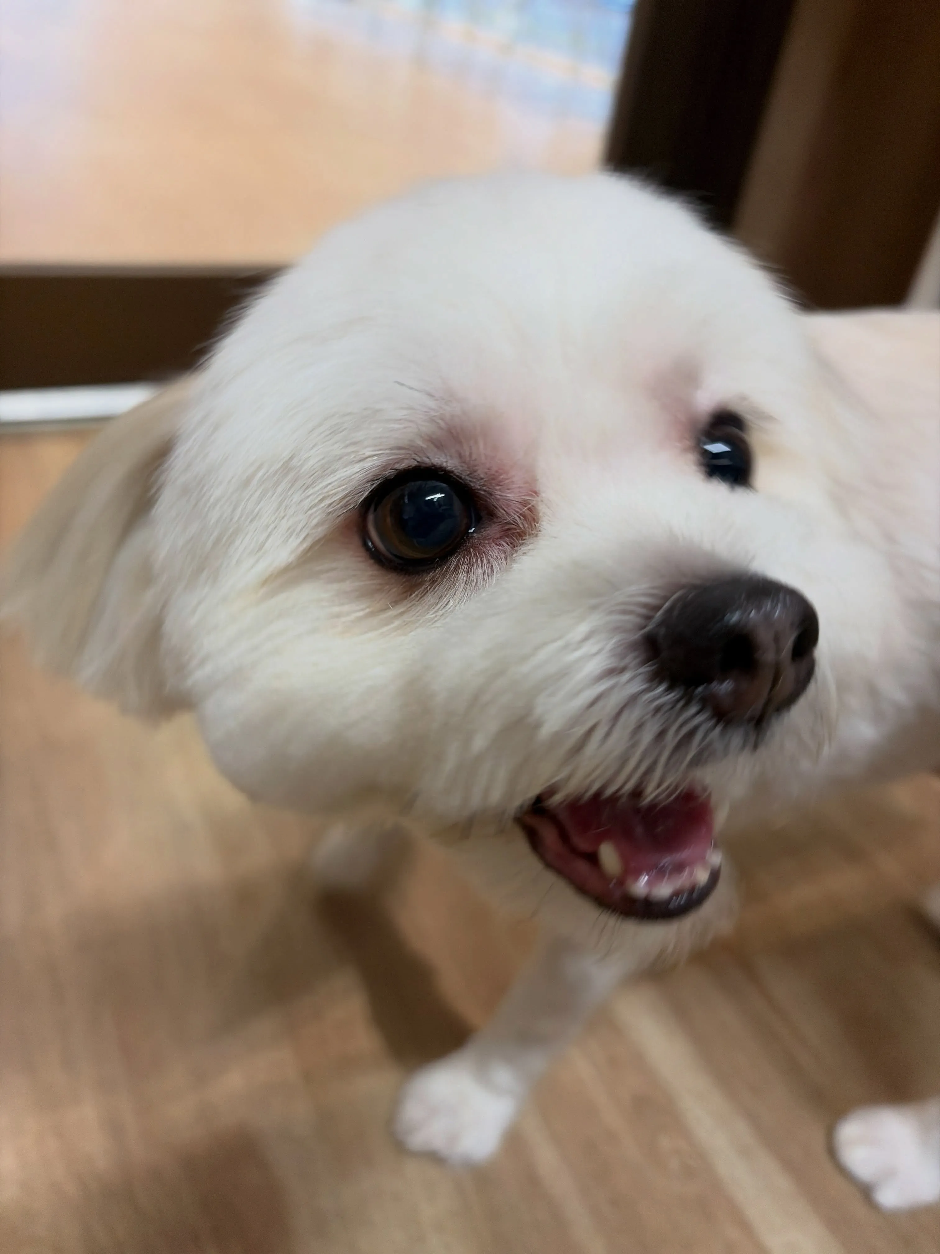 🍃8/30のトリミング🍃ミックス犬🐶|名東区・千種区・守山区...