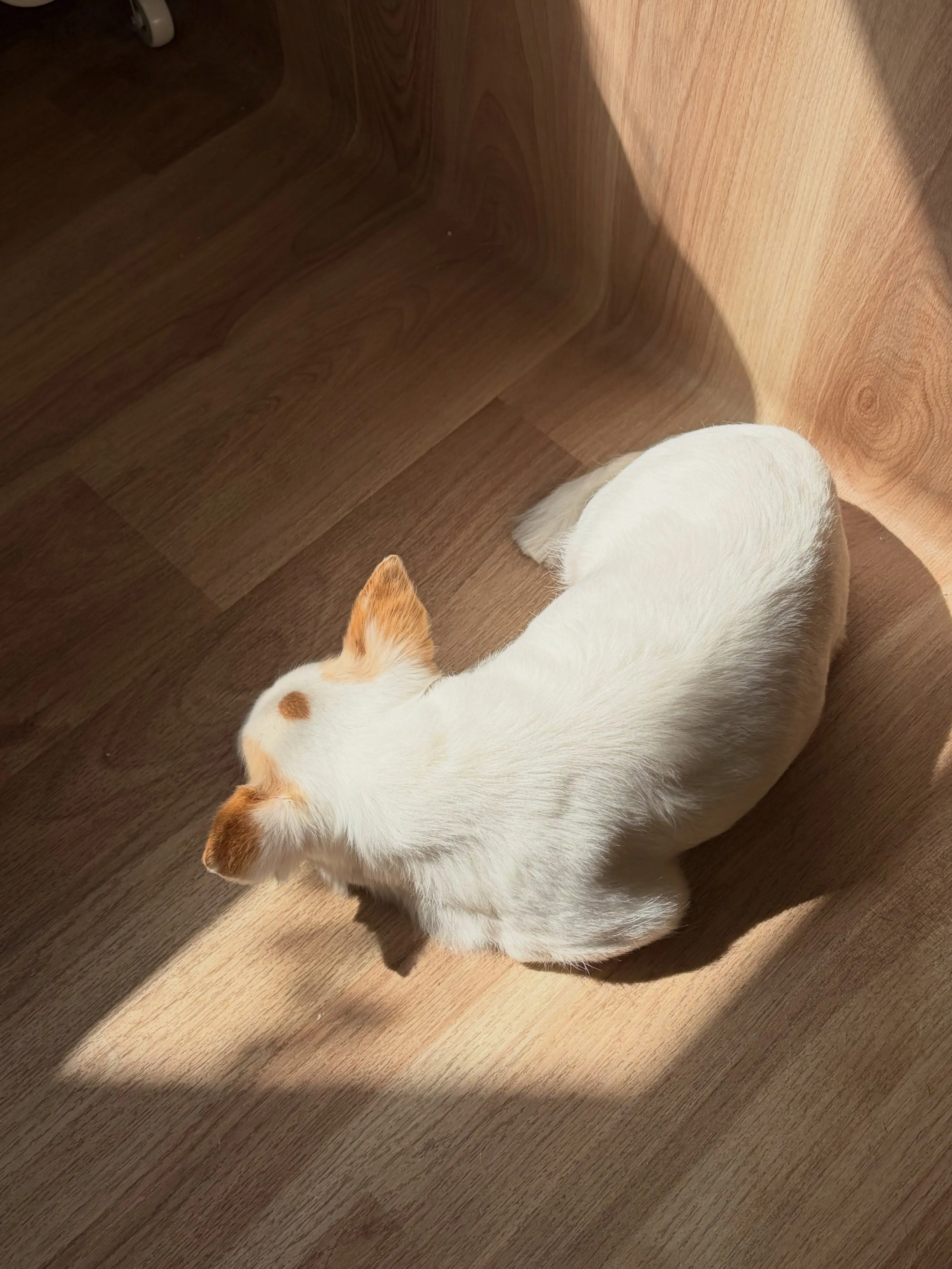 🍃9/1のトリミング🍃ミックス犬🐶｜名東区・千種区・守山区の...