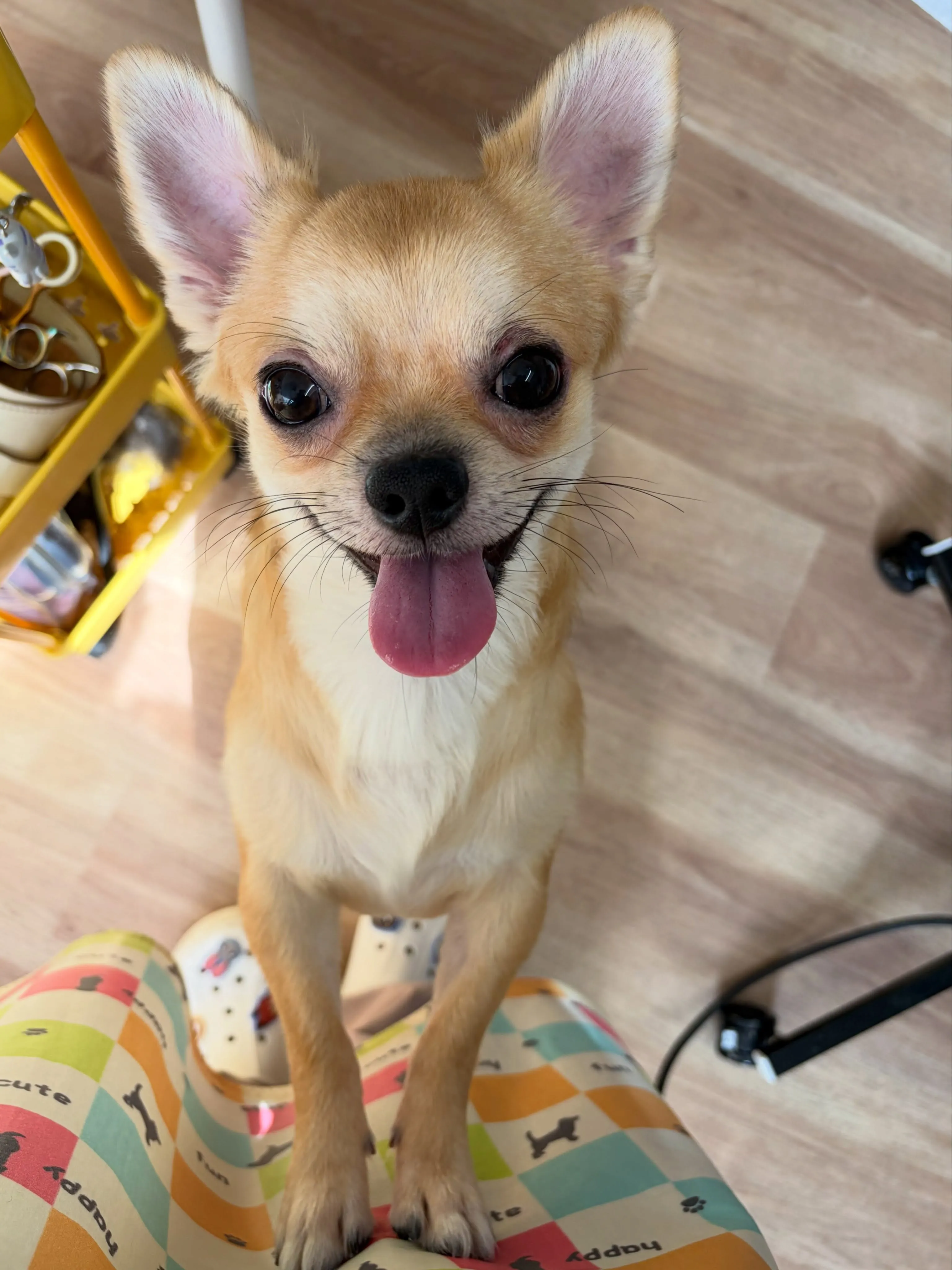 🍃9/1のトリミング🍃ミックス犬🐶｜名東区・千種区・守山区の...