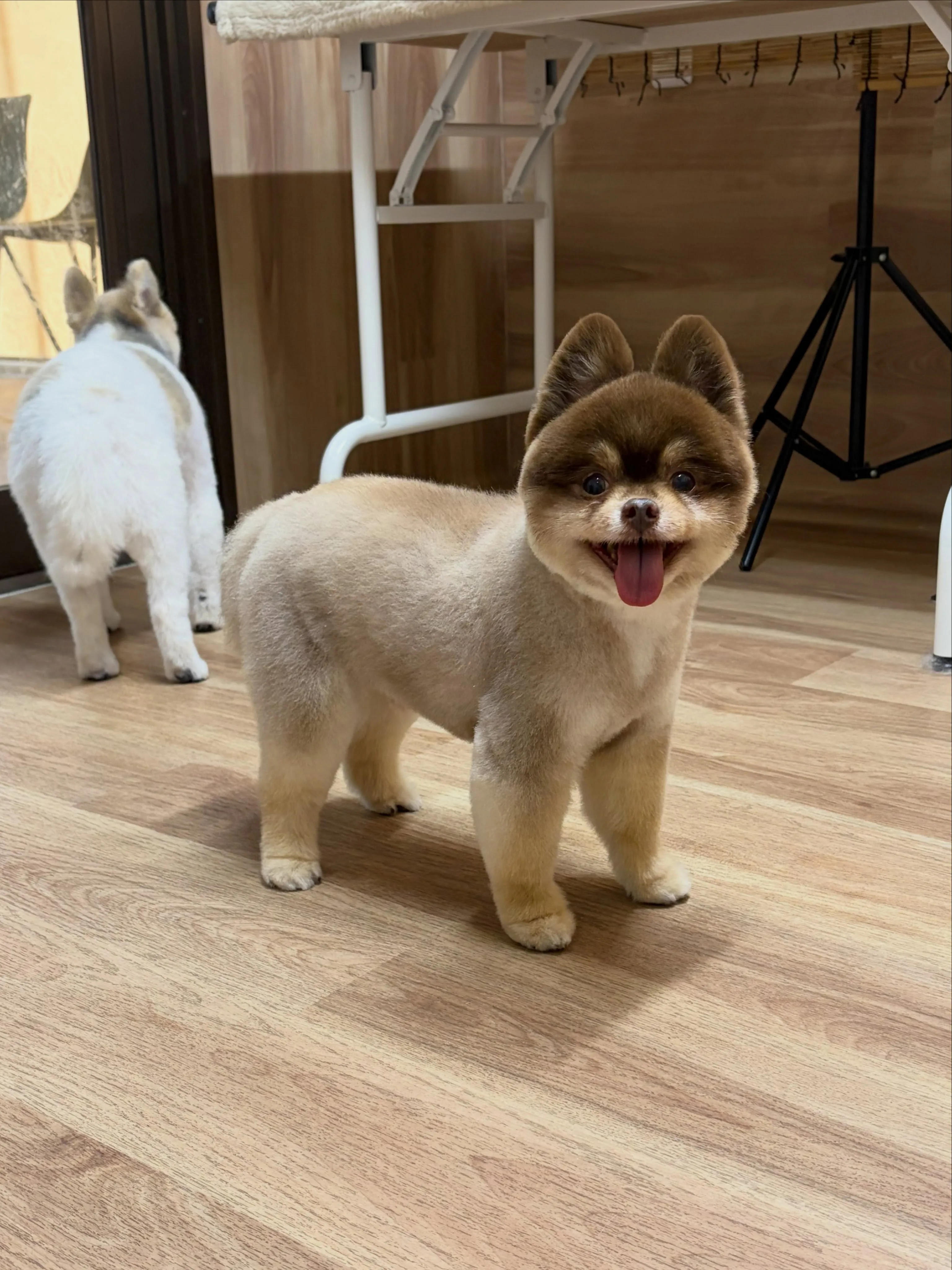 🍃9/2のトリミング🍃ポメラニアン🐶｜名東区・千種区・守山区...