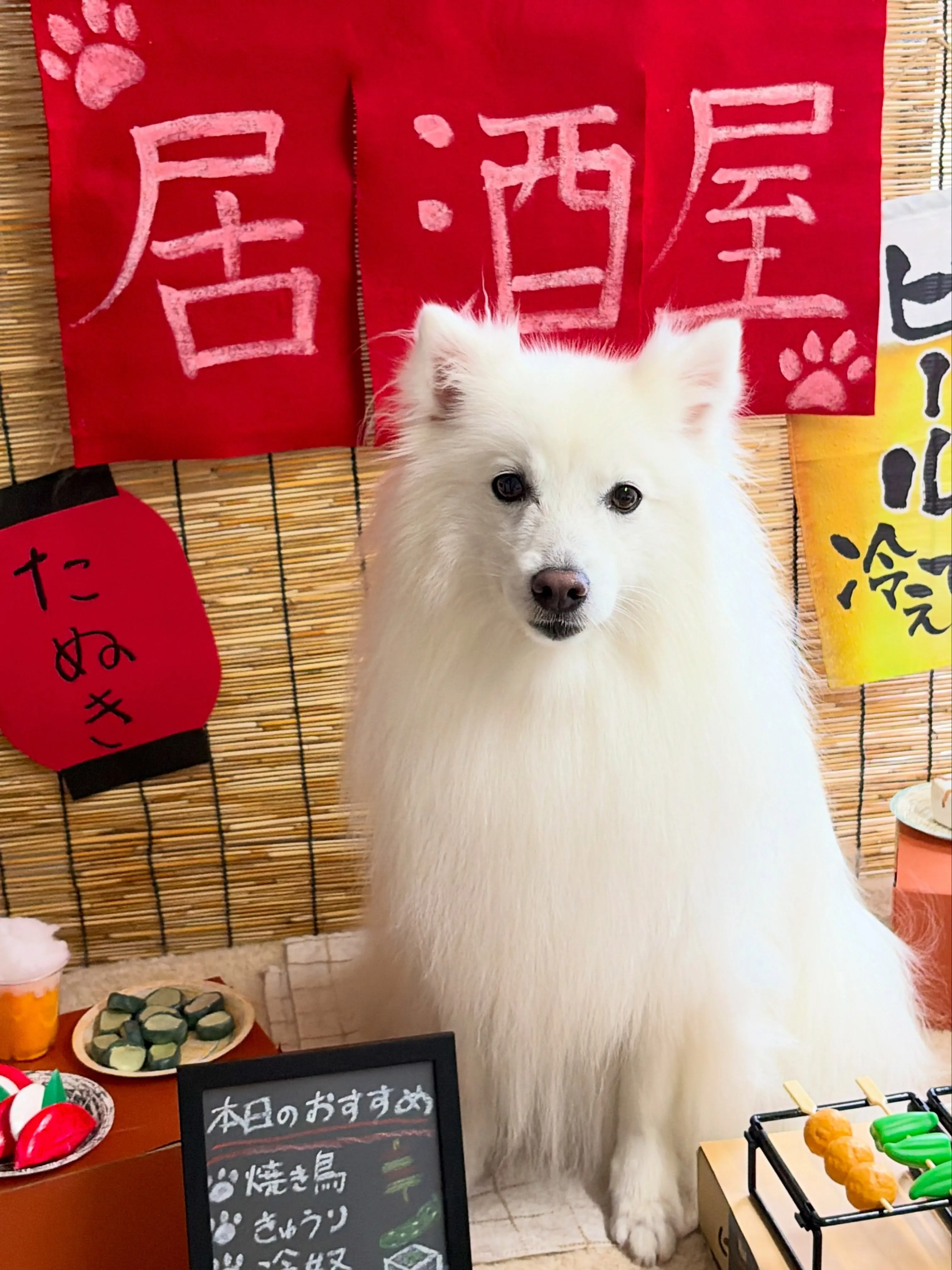 🍃9/4のトリミング🍃スピッツ🐶|名東区・千種区・守山区の動...