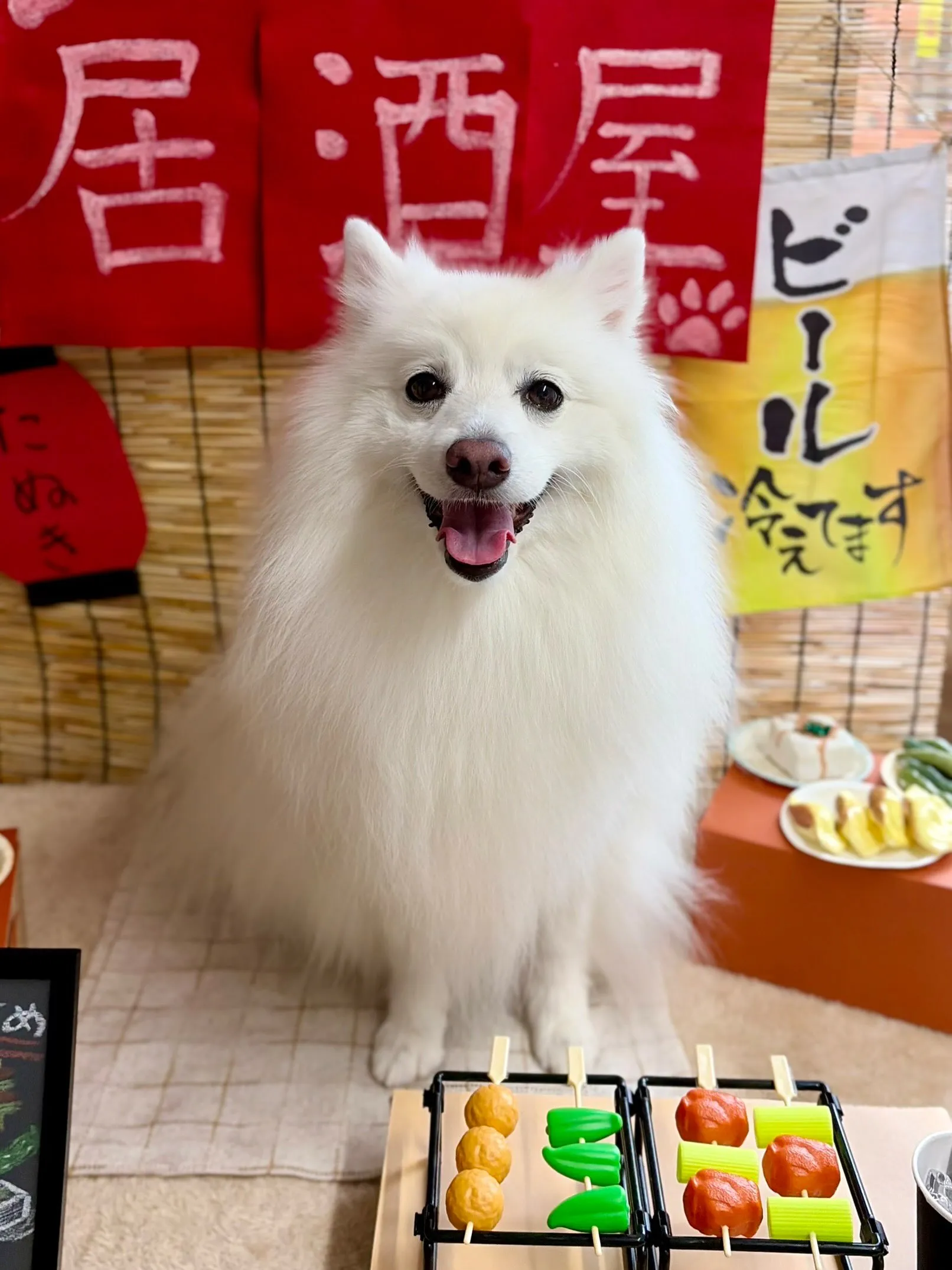 🍃9/4のトリミング🍃スピッツ🐶|名東区・千種区・守山区の動...